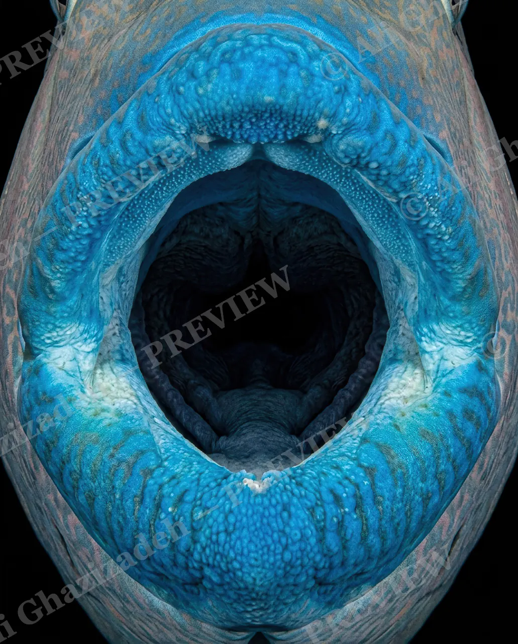 Say Ahh — Open Wide — Parrotfish artwork by Ali Ghazizadeh