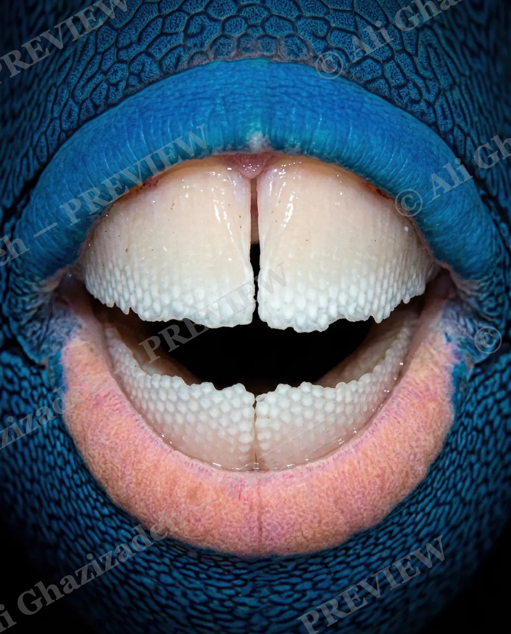 Say Ahh — Perfect Bite — Parrotfish artwork by Ali Ghazizadeh