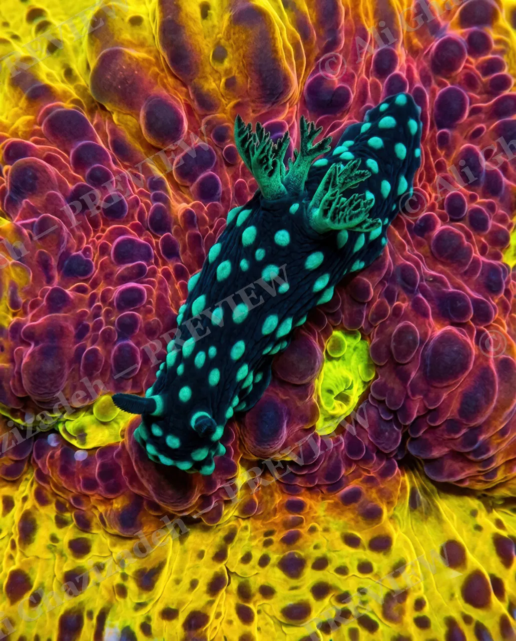 Screwed In — Across the Reef — Nudibranch artwork by Ali Ghazizadeh