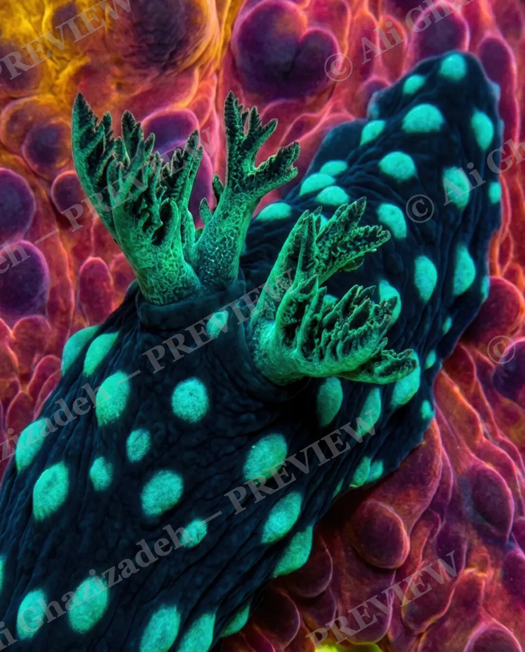 Screwed In — The Hidden Forest — Nudibranch artwork by Ali Ghazizadeh