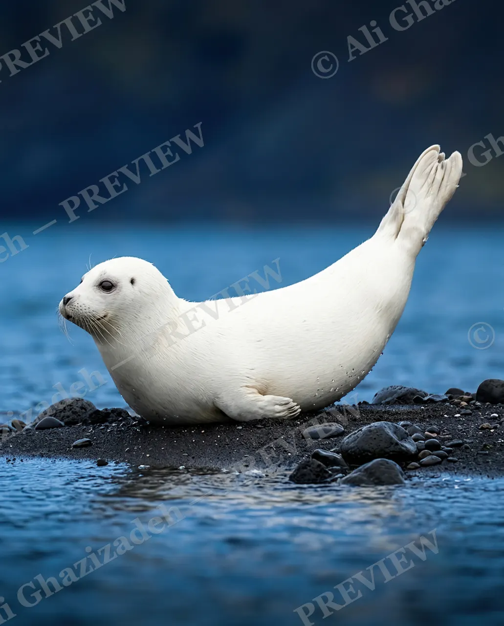 Stretch Goals — Full Stretch — Harp seal artwork by Ali Ghazizadeh