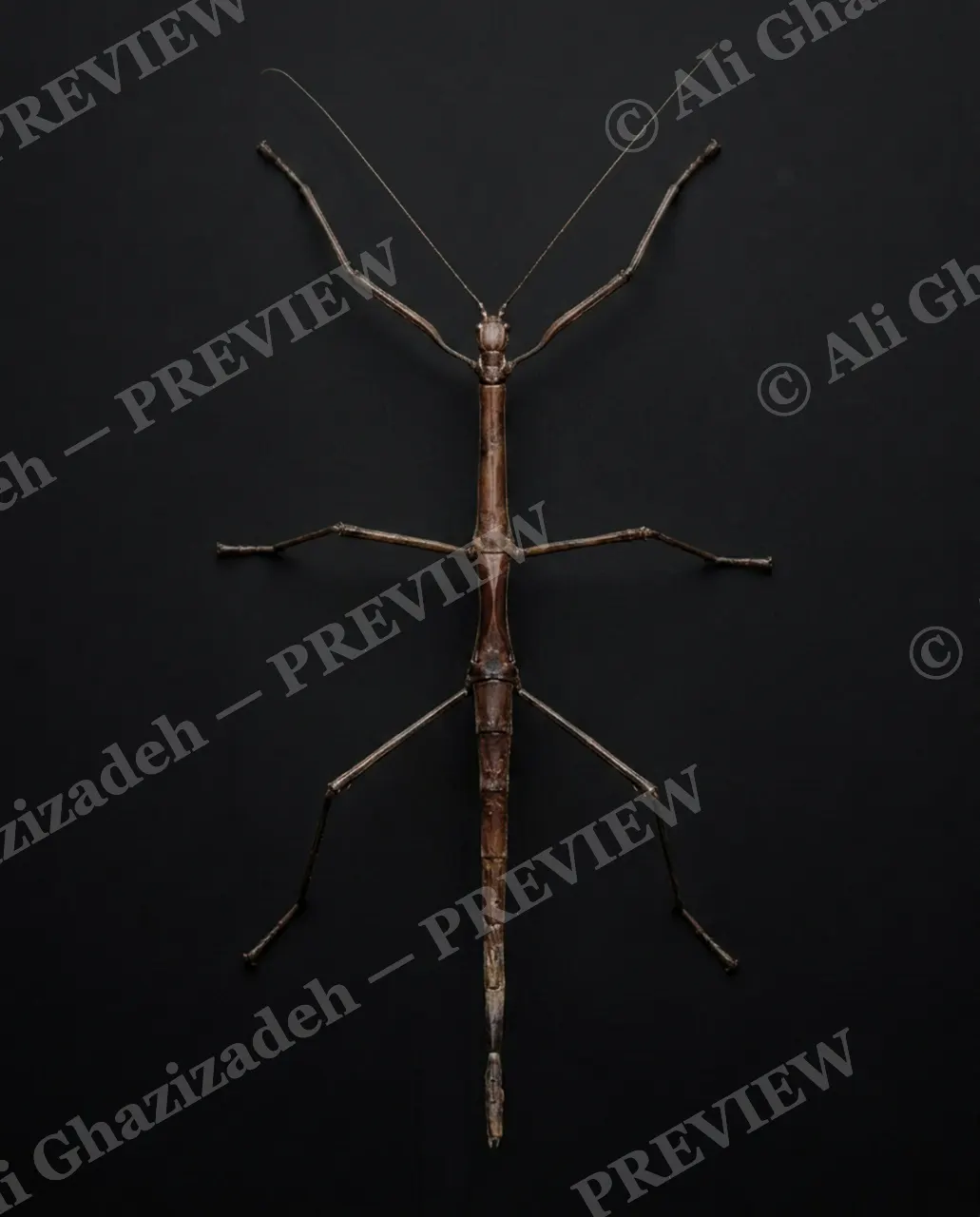 Too Perfect to Pin — True to Bark — Stick insect artwork by Ali Ghazizadeh