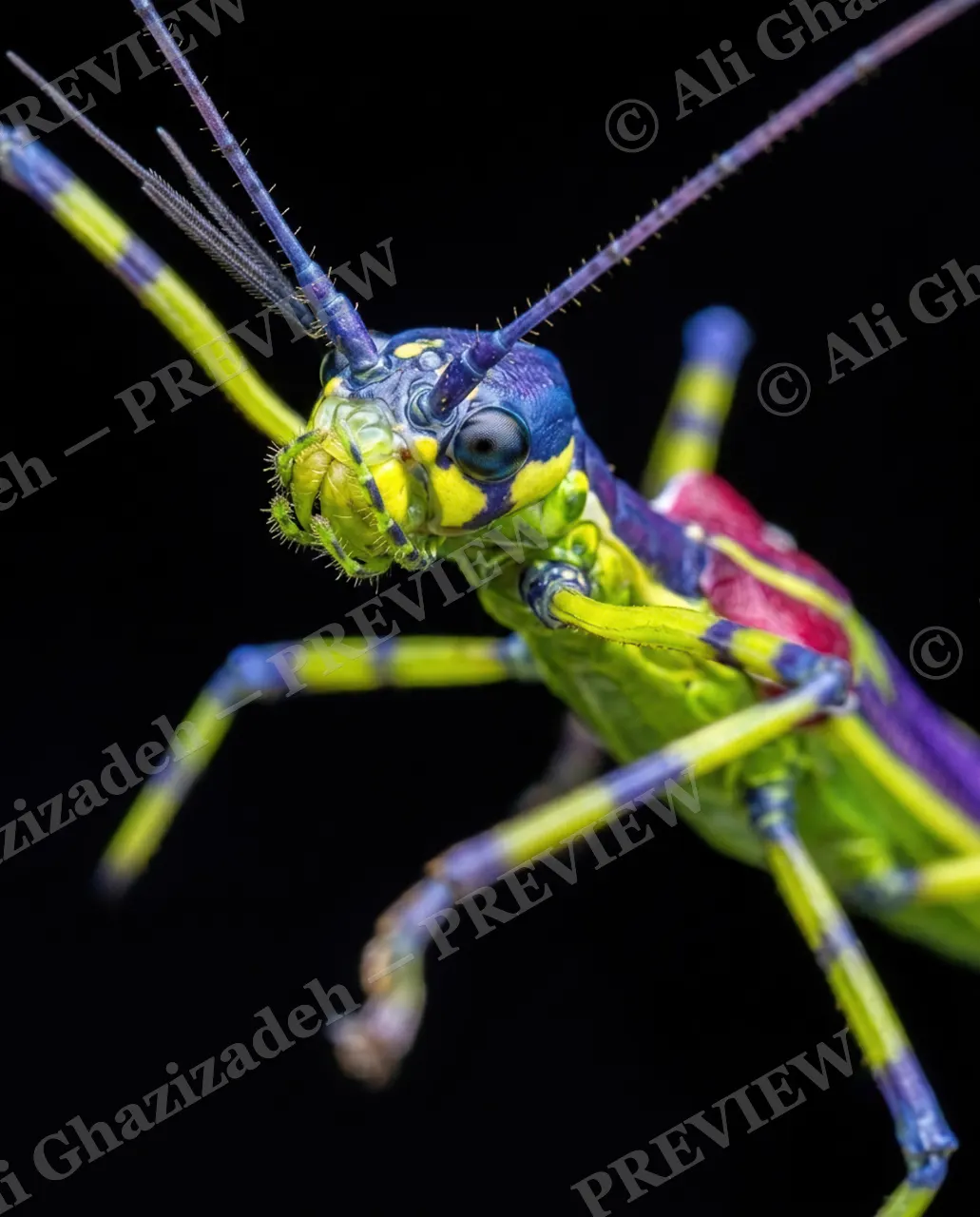 Too Perfect to Pin — Face to Face — Stick insect artwork by Ali Ghazizadeh