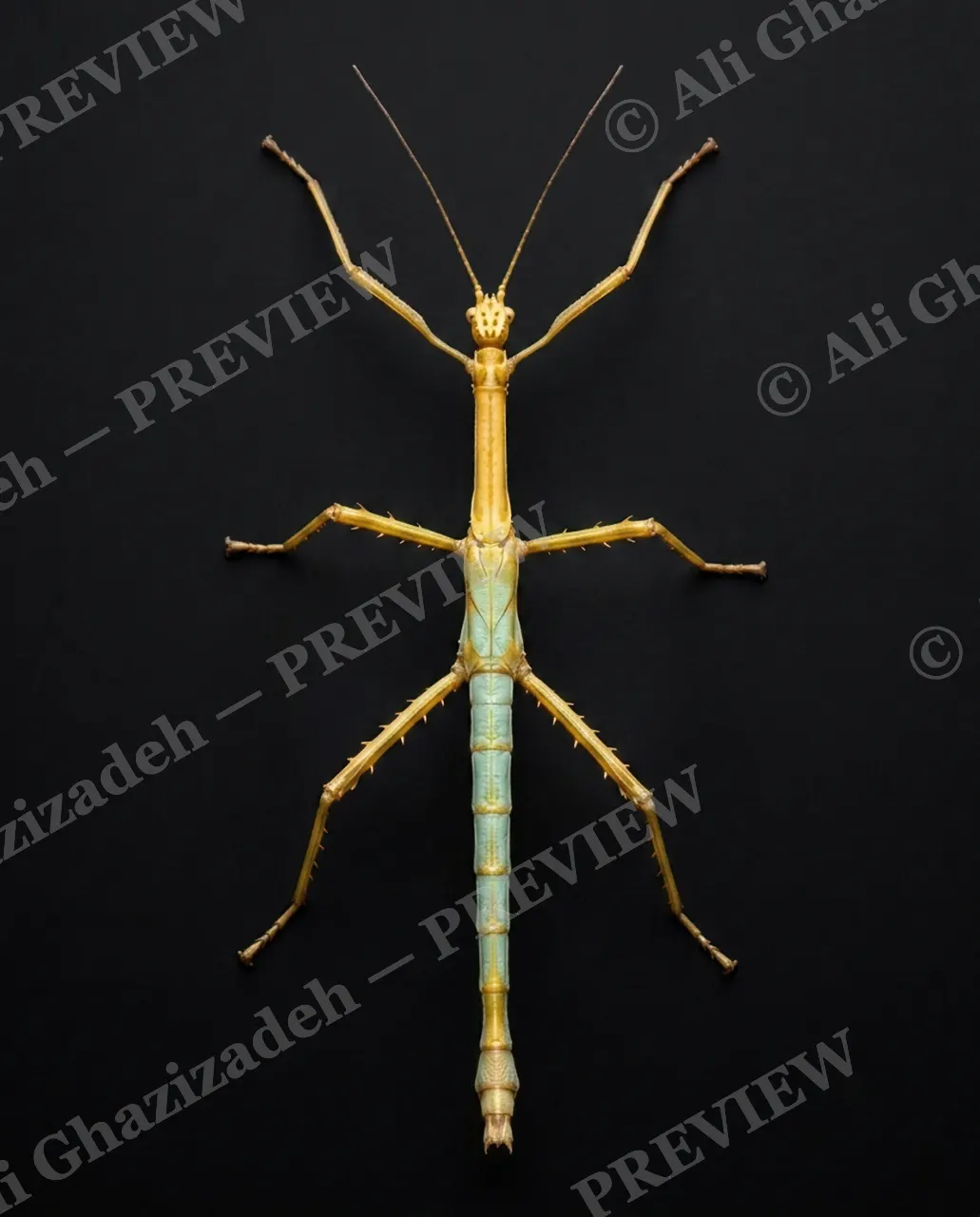 Too Perfect to Pin — Gilded Variant — Stick insect artwork by Ali Ghazizadeh