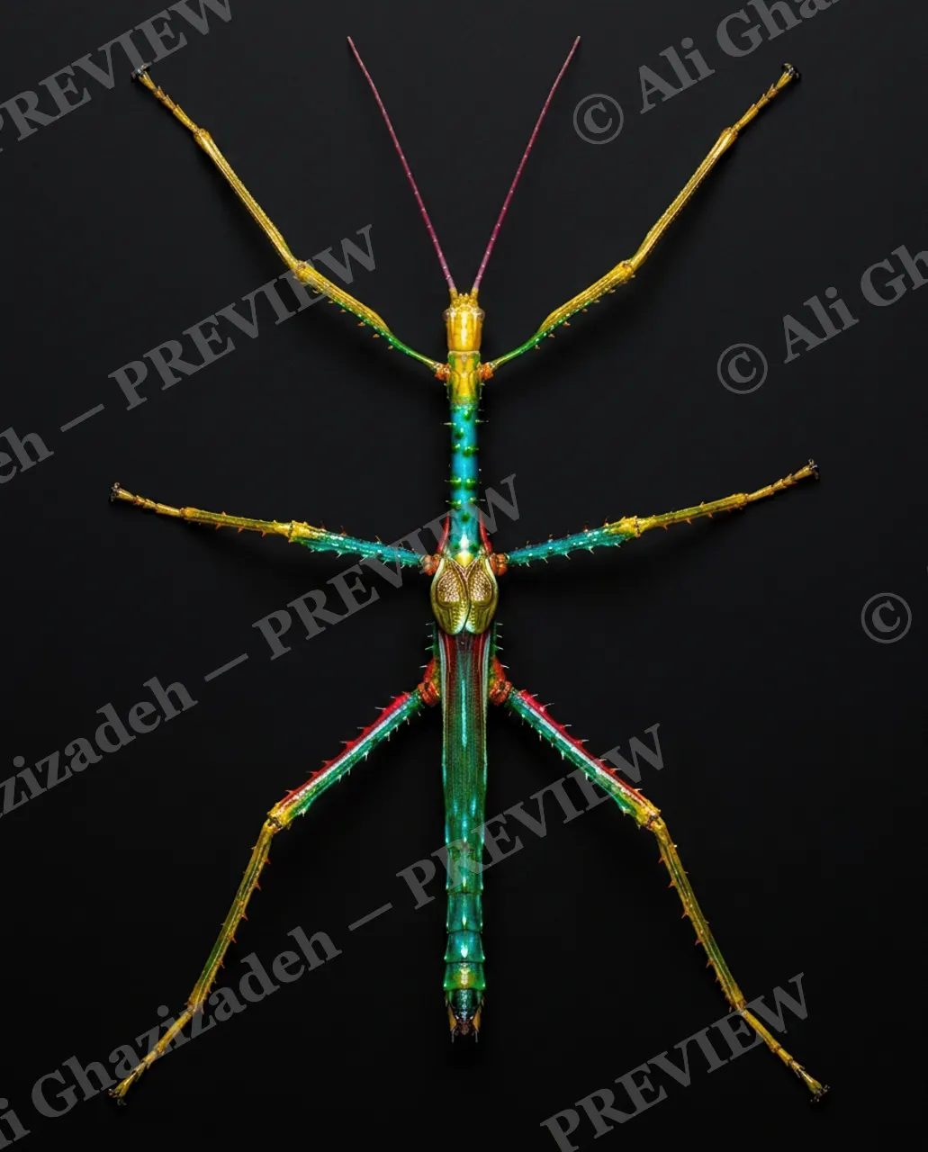 Too Perfect to Pin — The Rainbow One — Stick insect artwork by Ali Ghazizadeh