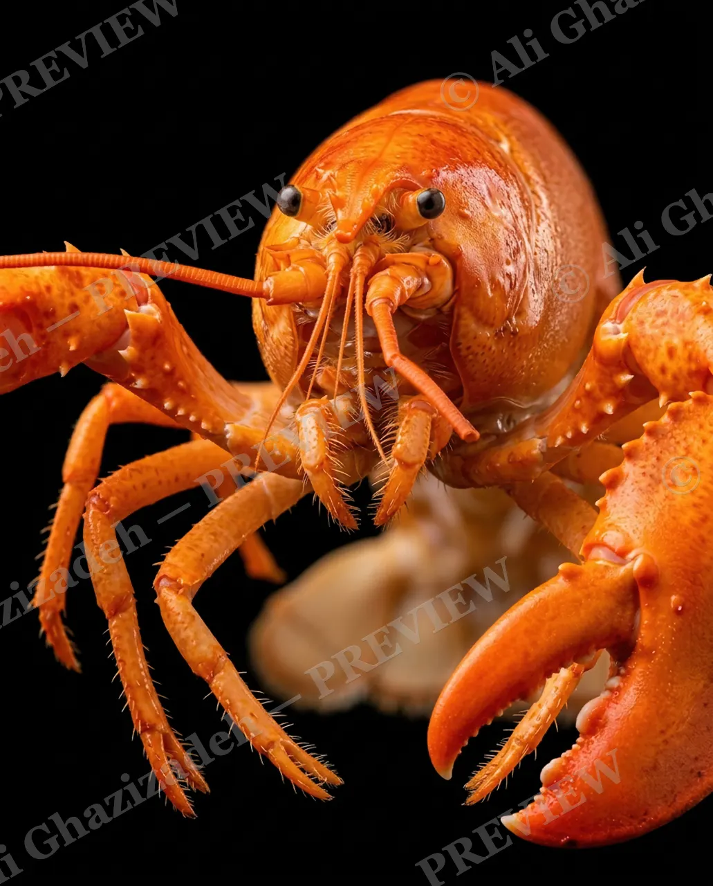Shades of Claw — Amber Glow — Crayfish artwork by Ali Ghazizadeh