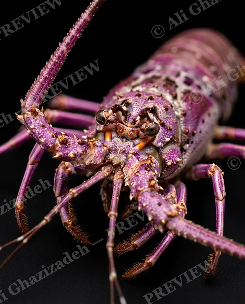 Shades of Claw — Amethyst Spines — Crayfish artwork by Ali Ghazizadeh