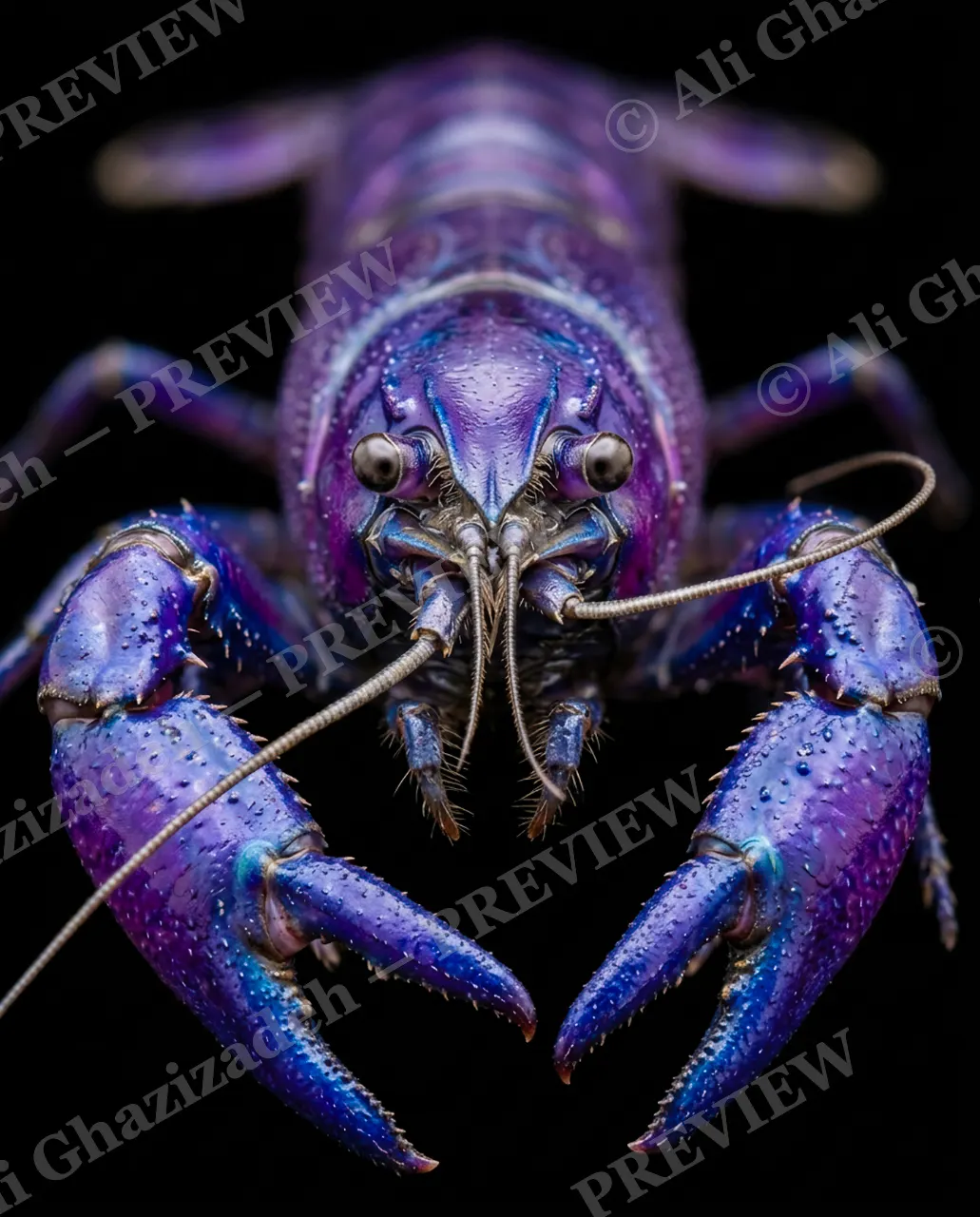 Shades of Claw — Cobalt Calm — Crayfish artwork by Ali Ghazizadeh