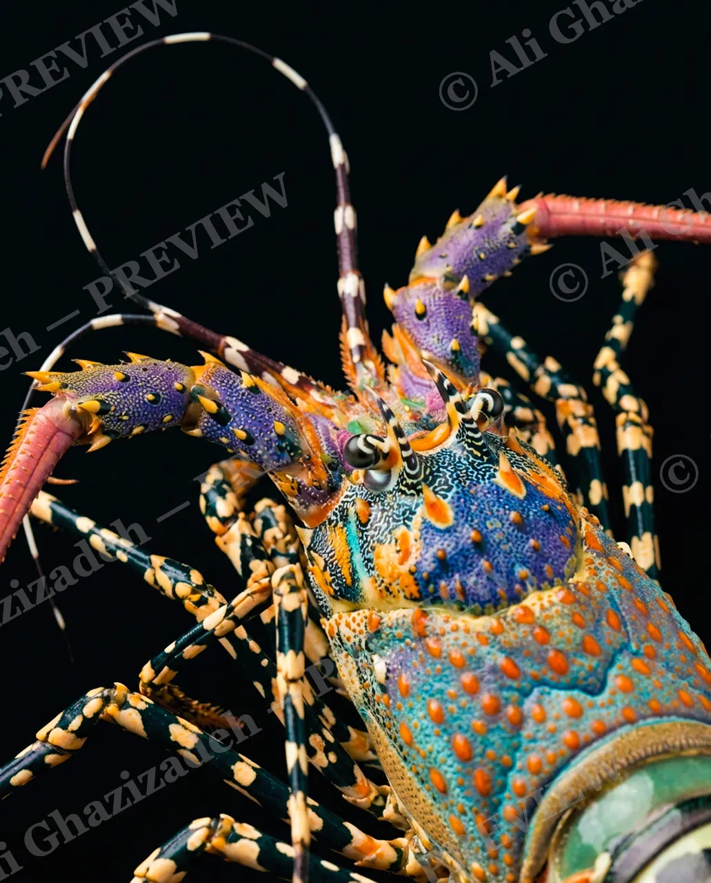 Shades of Claw — Coral Spines — Crayfish artwork by Ali Ghazizadeh