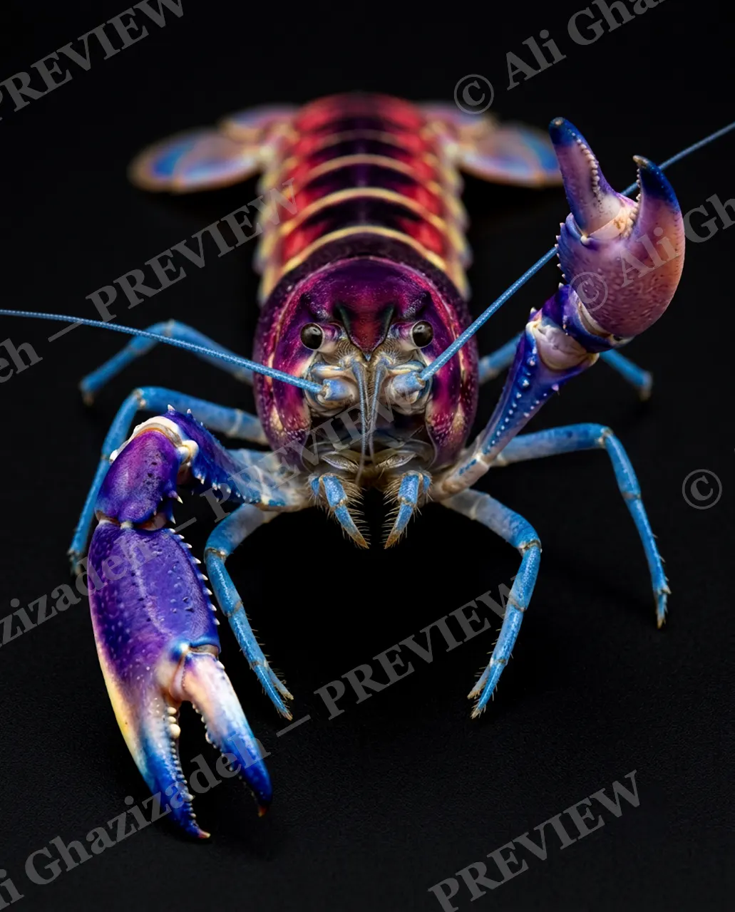 Shades of Claw — Crimson Blush — Crayfish artwork by Ali Ghazizadeh