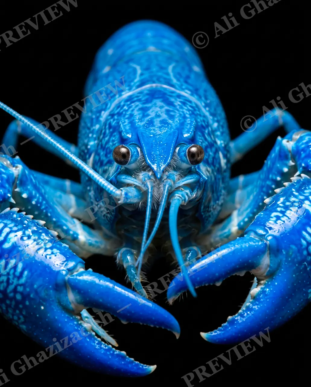 Shades of Claw — Electric Blue — Crayfish artwork by Ali Ghazizadeh