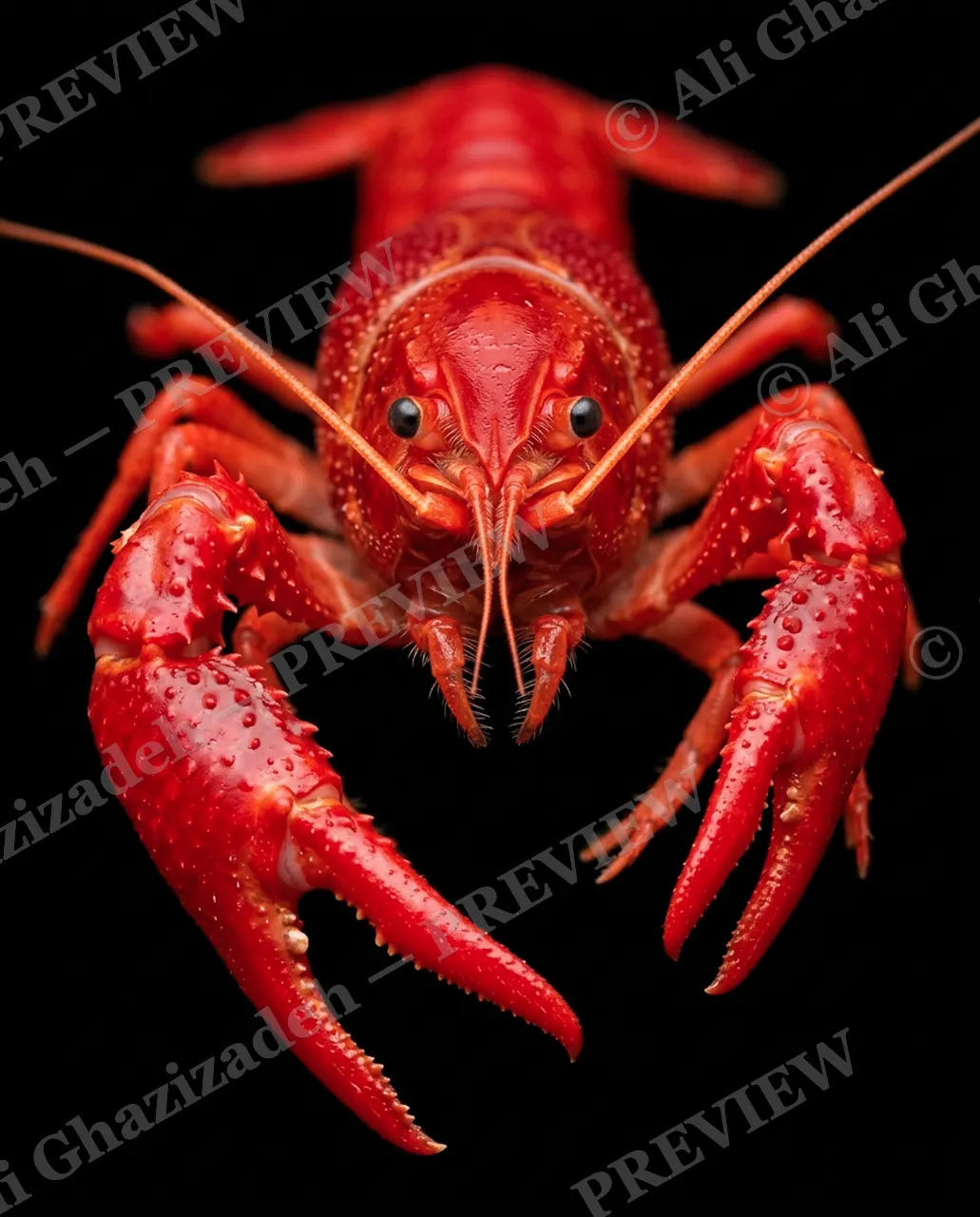 Shades of Claw — Fire Red — Crayfish artwork by Ali Ghazizadeh