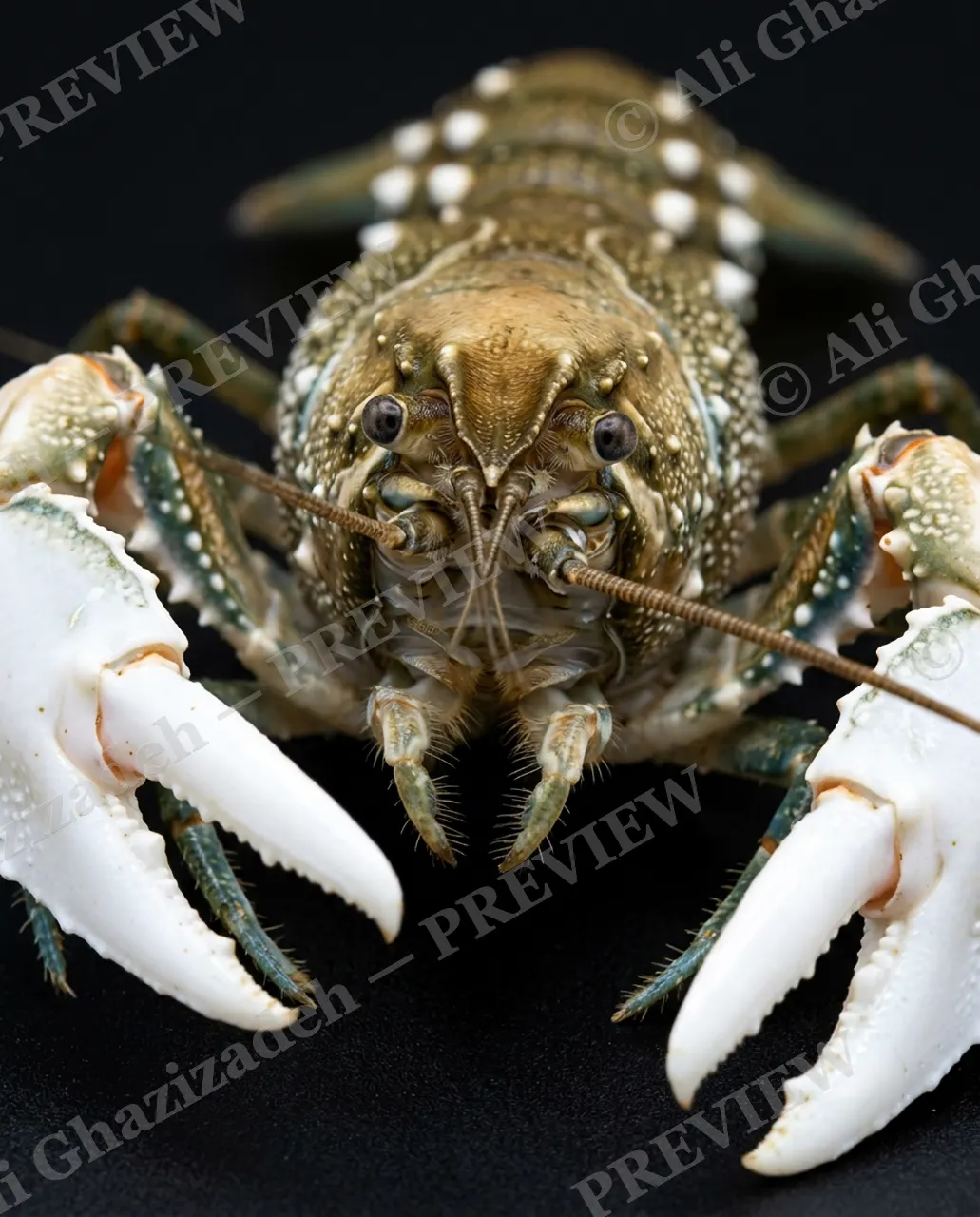 Shades of Claw — Golden Gloves — Crayfish artwork by Ali Ghazizadeh