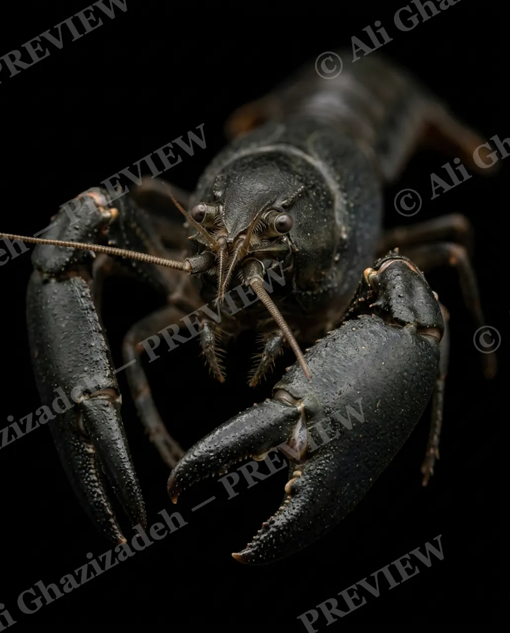 Shades of Claw — Midnight Armor — Crayfish artwork by Ali Ghazizadeh