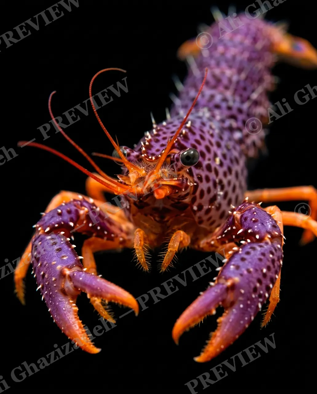 Shades of Claw — Sunrise Spots — Crayfish artwork by Ali Ghazizadeh