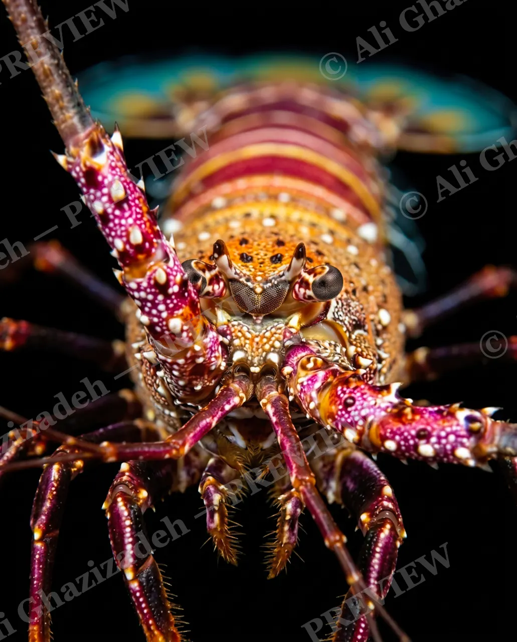 Shades of Claw — Sunset Spines — Crayfish artwork by Ali Ghazizadeh