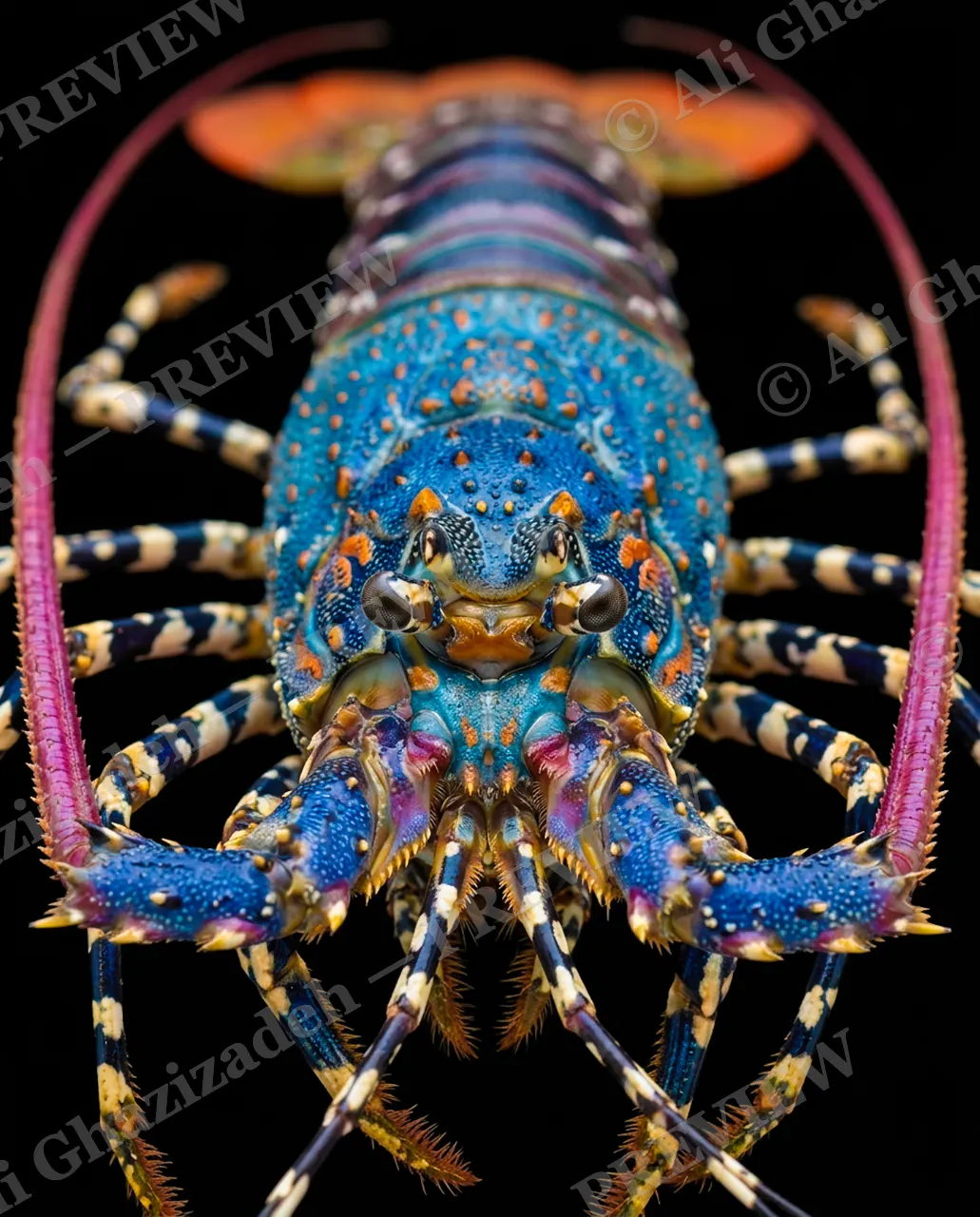 Shades of Claw — Turquoise Tide — Crayfish artwork by Ali Ghazizadeh