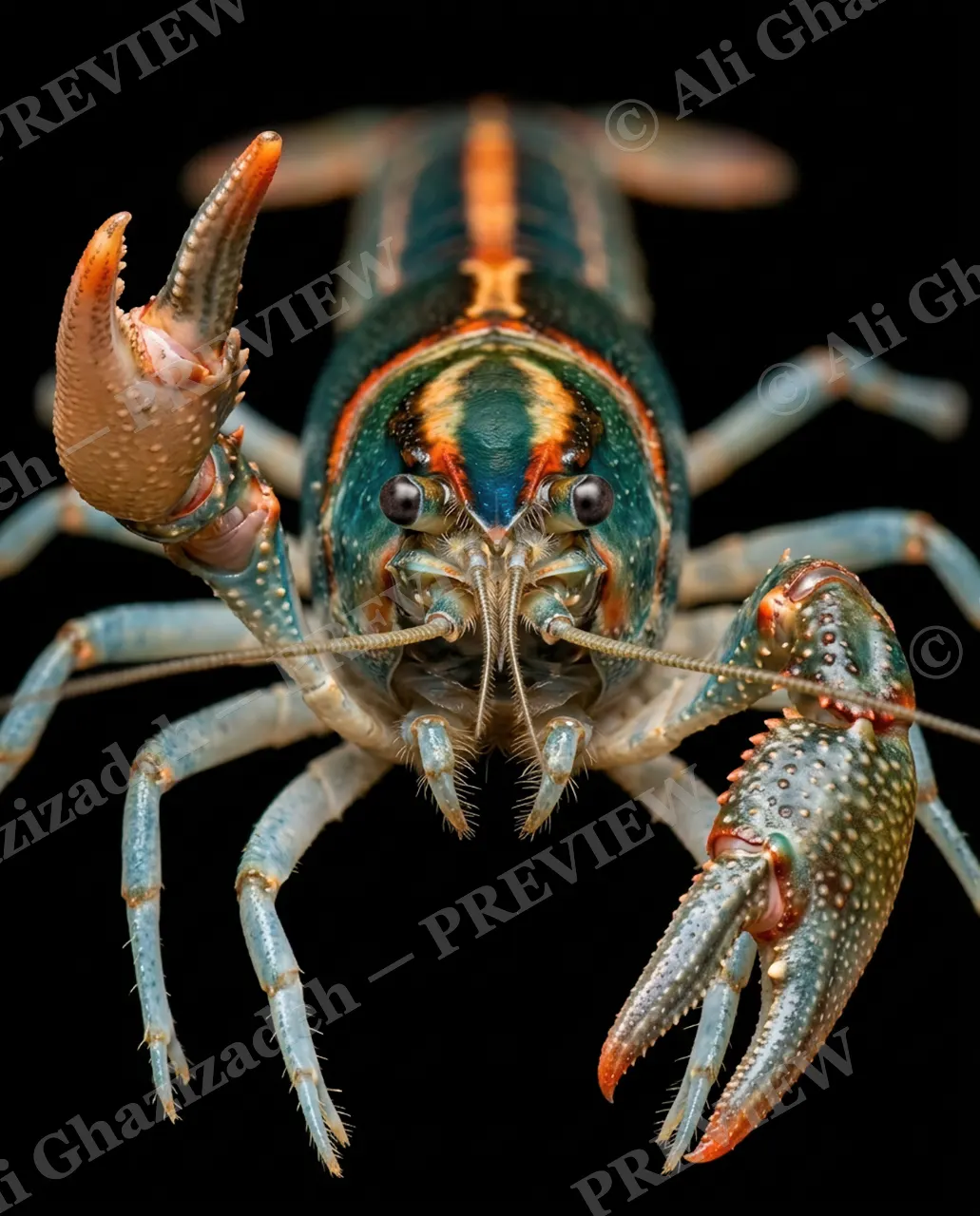 Shades of Claw — Two-Tone Grip — Crayfish artwork by Ali Ghazizadeh