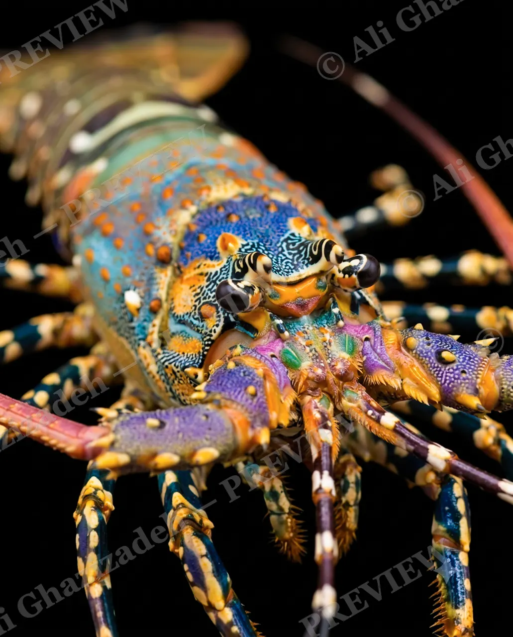 Shades of Claw — Violet Reef — Crayfish artwork by Ali Ghazizadeh
