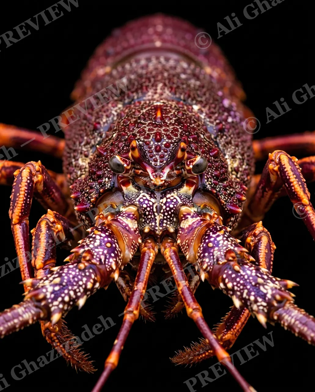 Shades of Claw — Wine Dark Shell — Crayfish artwork by Ali Ghazizadeh