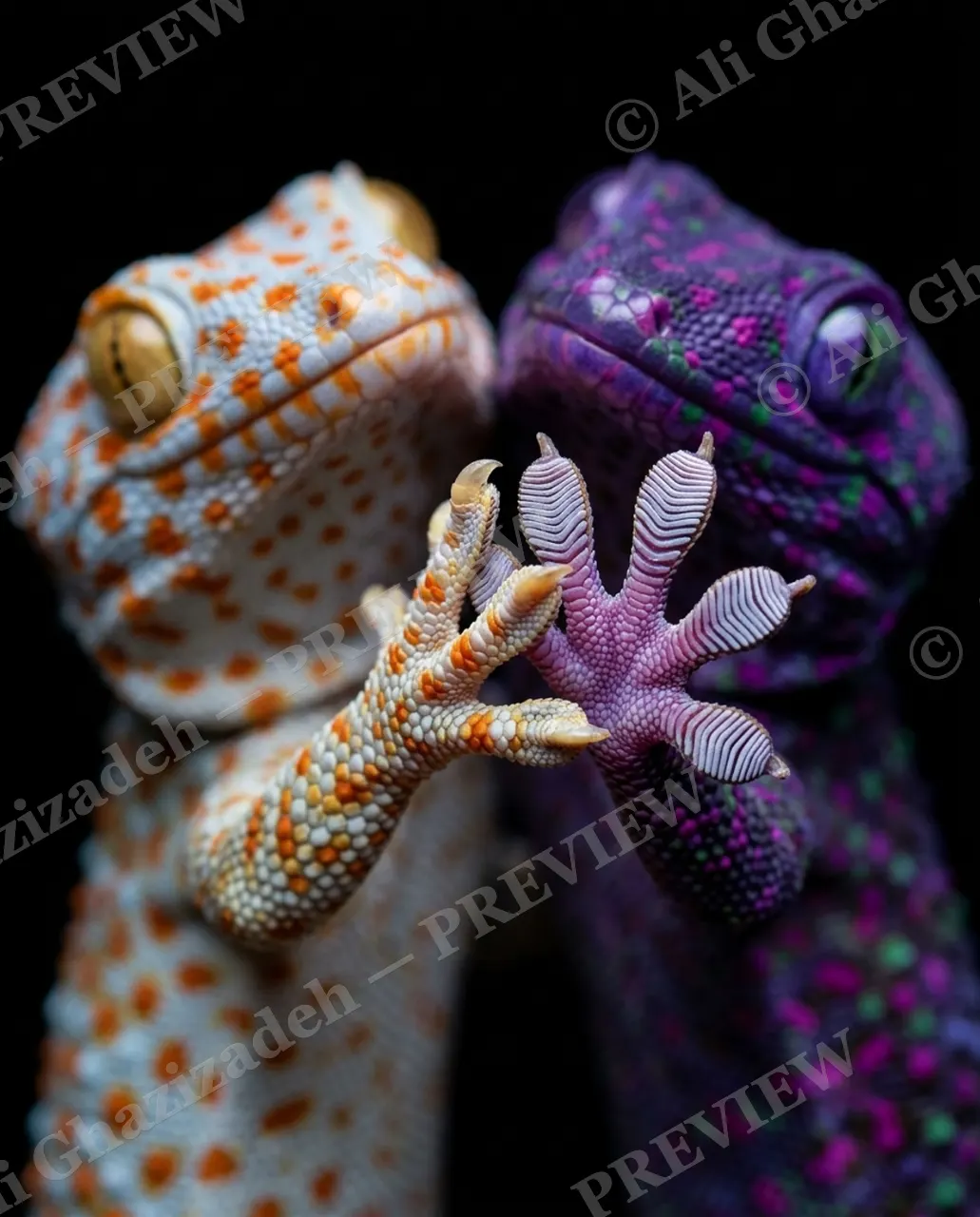 Shake on It — Toe to Toe — Tokay gecko artwork by Ali Ghazizadeh