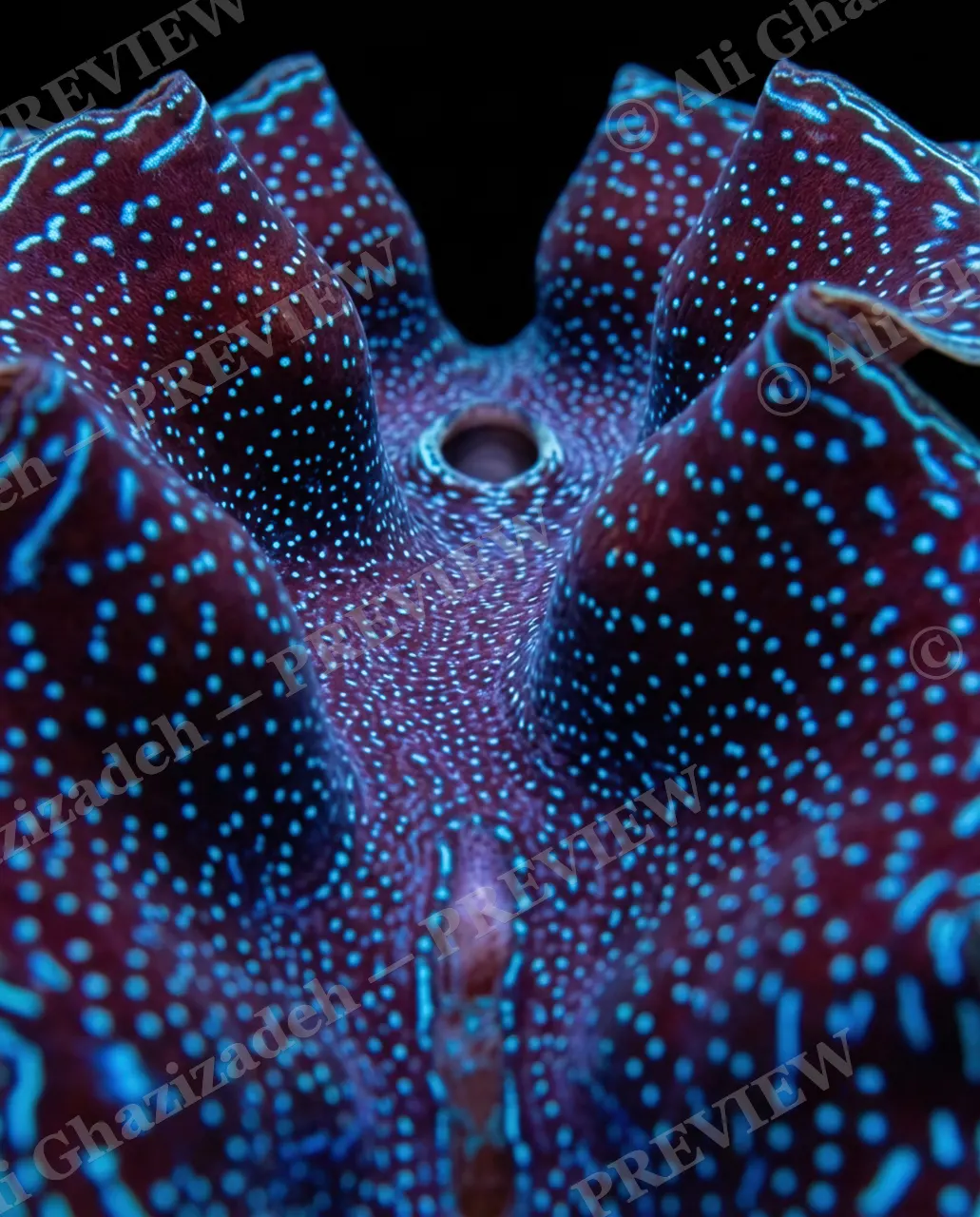 Shell Shock — Cyan Dot Portal — Giant clam artwork by Ali Ghazizadeh