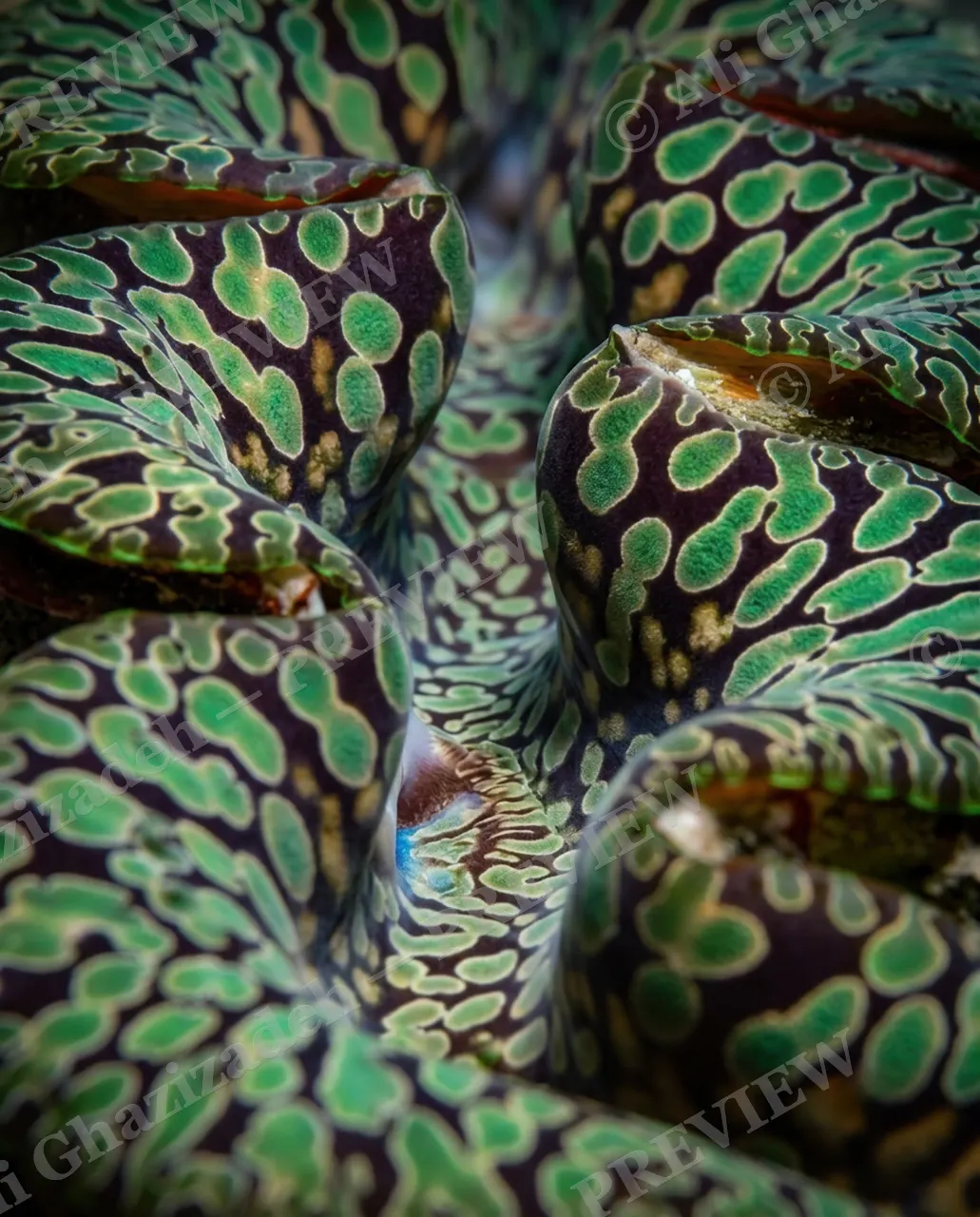 Shell Shock — Emerald Camouflage Folds — Giant clam artwork by Ali Ghazizadeh