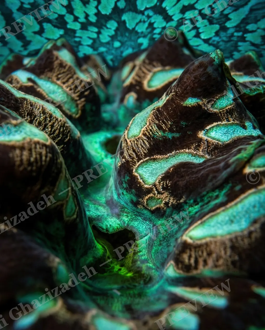 Shell Shock — Emerald Glow Chamber — Giant clam artwork by Ali Ghazizadeh