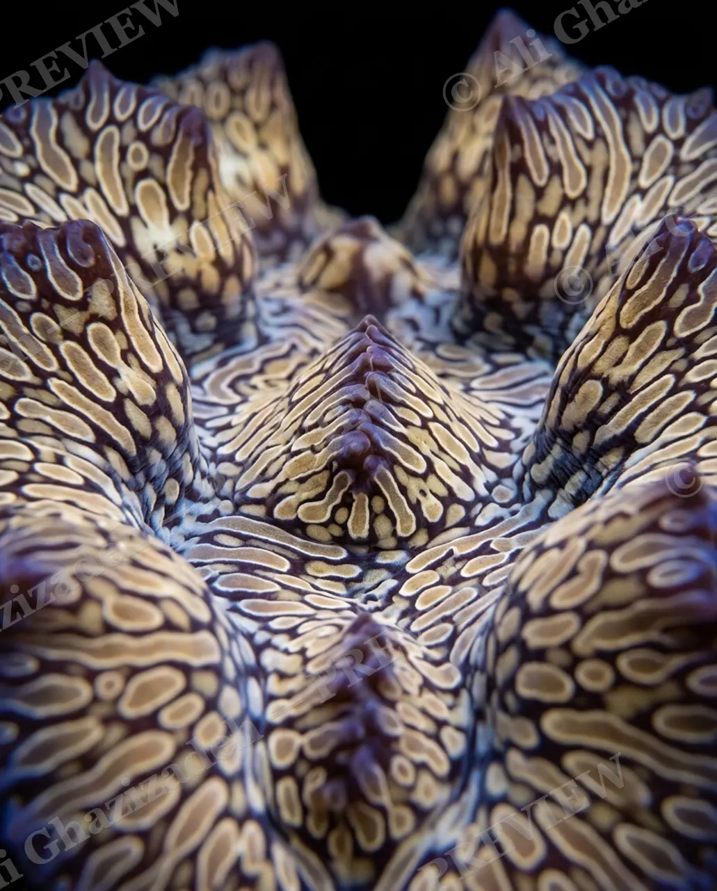 Shell Shock — Golden Spired Ridges — Giant clam artwork by Ali Ghazizadeh