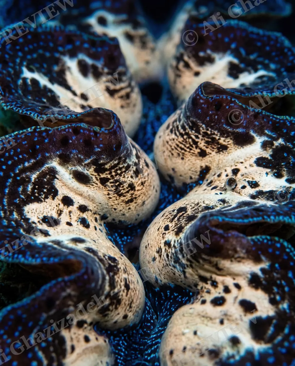 Shell Shock — Ivory Spotted Mouths — Giant clam artwork by Ali Ghazizadeh