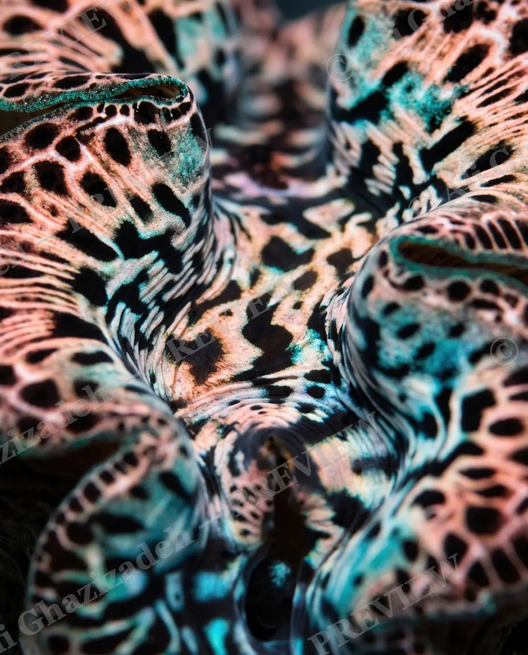 Shell Shock — Peach Leopard Folds — Giant clam artwork by Ali Ghazizadeh