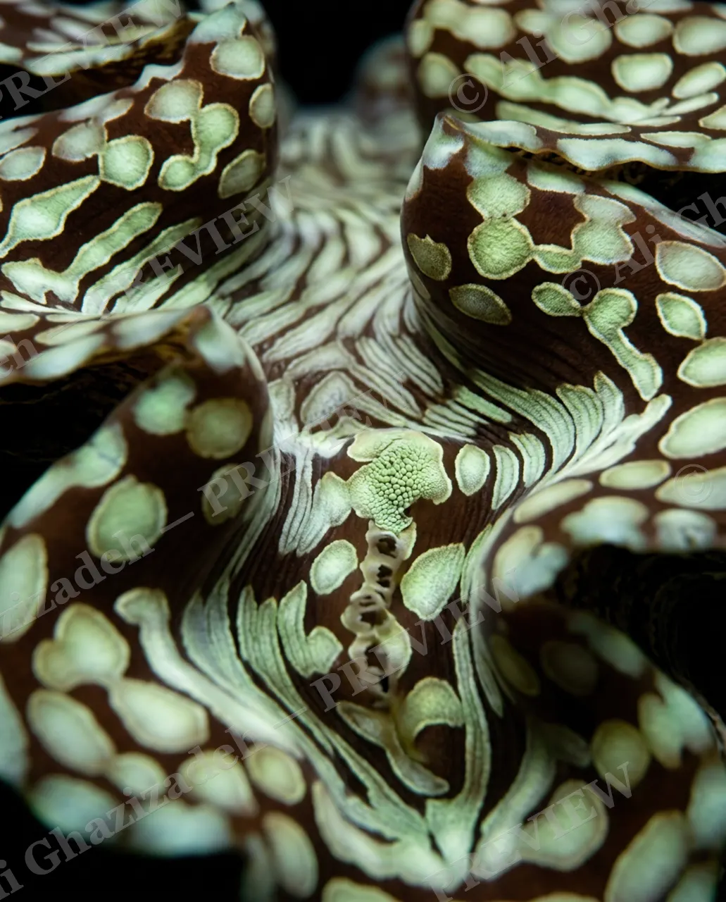 Shell Shock — Mossy Pearl Row — Giant clam artwork by Ali Ghazizadeh