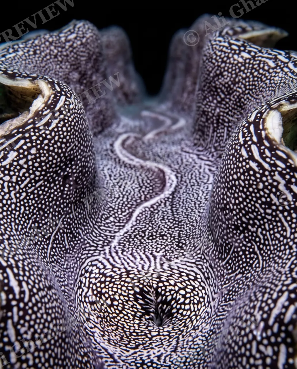 Shell Shock — Plum Speckle Trail — Giant clam artwork by Ali Ghazizadeh