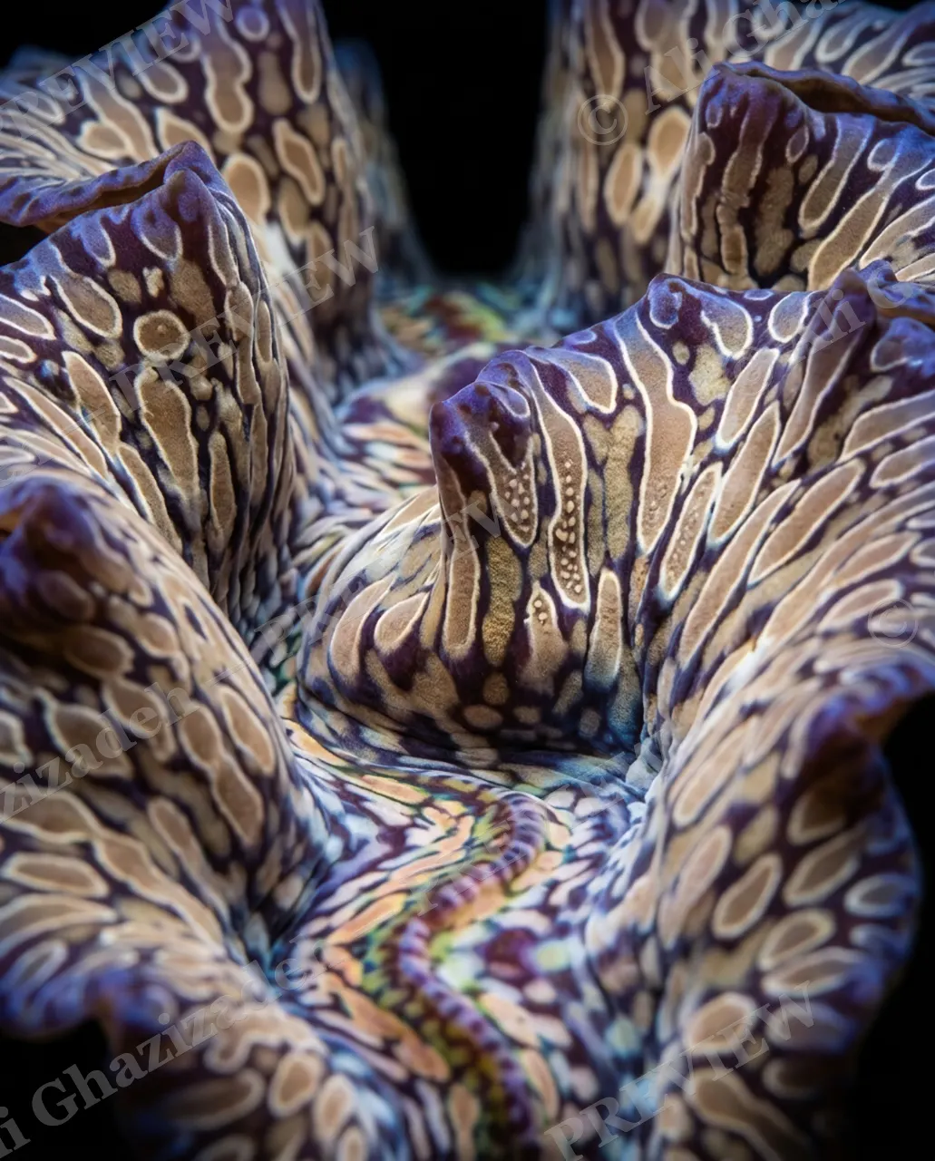 Shell Shock — Rainbow Seam Ridges — Giant clam artwork by Ali Ghazizadeh