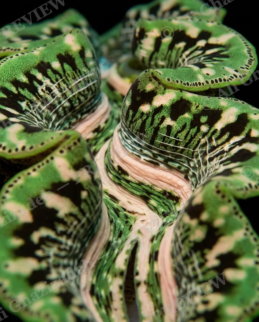 Shell Shock — Rose Fringe Lobes — Giant clam artwork by Ali Ghazizadeh