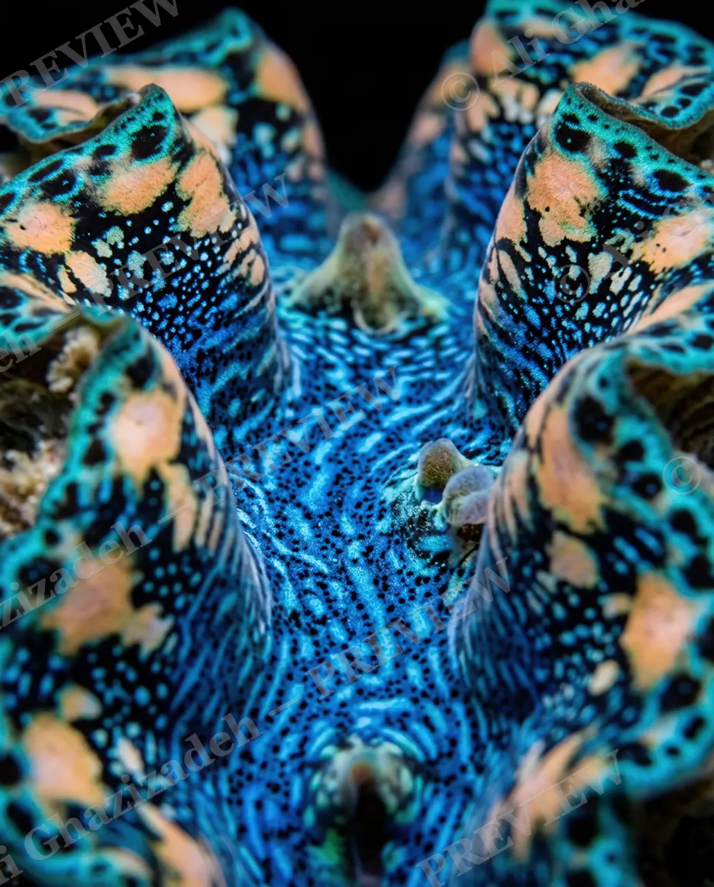 Shell Shock — Sapphire Dot Constellation — Giant clam artwork by Ali Ghazizadeh