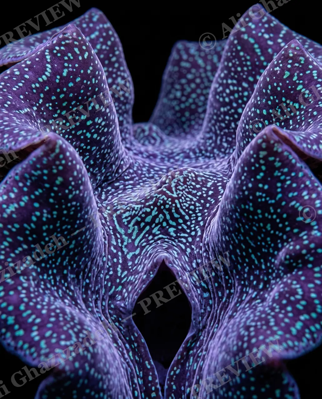 Shell Shock — Starlit Violet Dust — Giant clam artwork by Ali Ghazizadeh