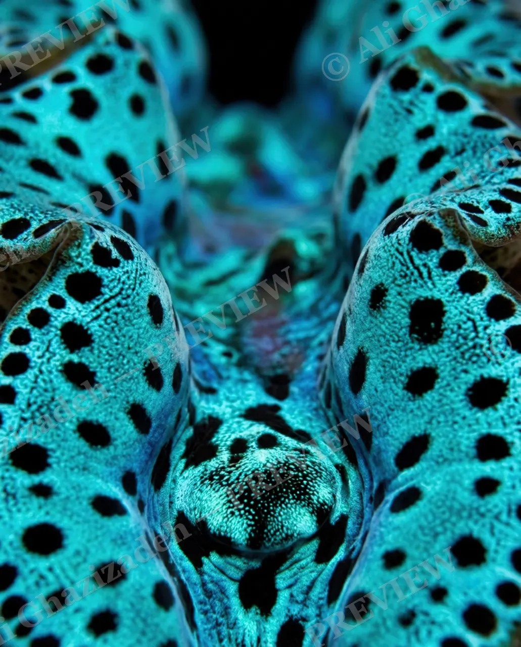 Shell Shock — Turquoise Leopard Eye — Giant clam artwork by Ali Ghazizadeh