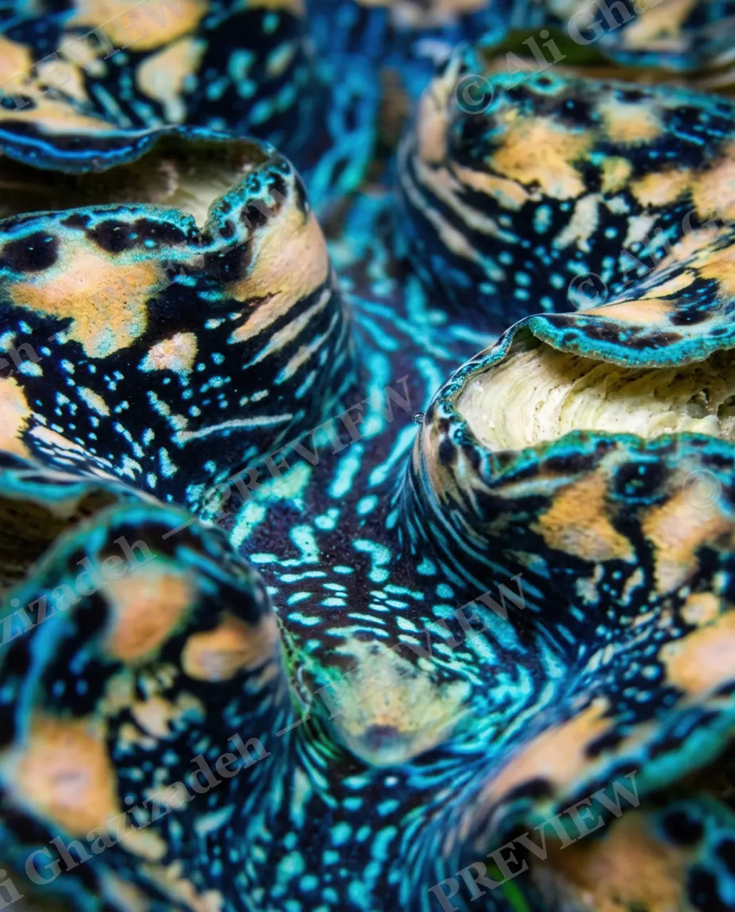 Shell Shock — Twin Ivory Mouths — Giant clam artwork by Ali Ghazizadeh