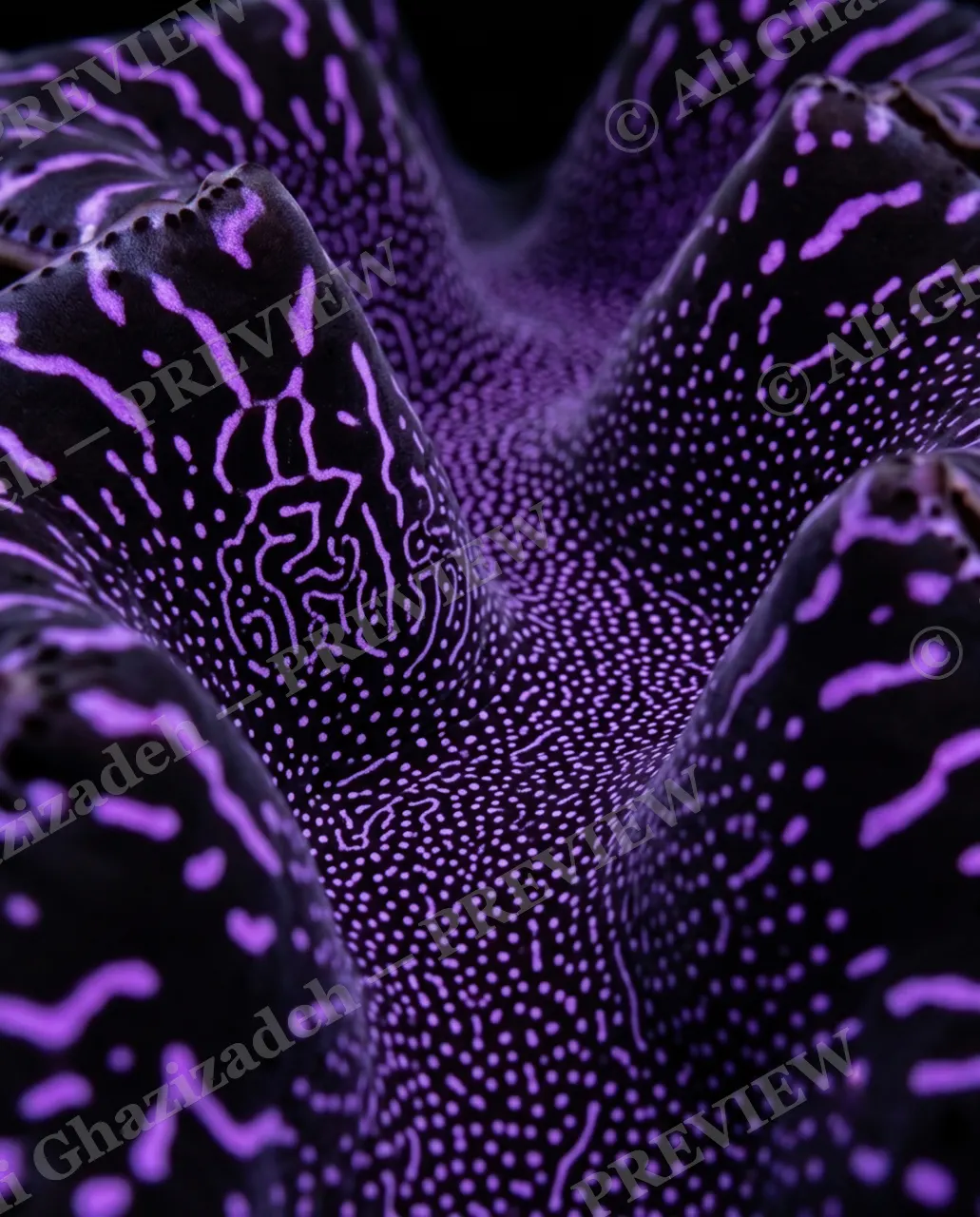 Shell Shock — Violet Static Field — Giant clam artwork by Ali Ghazizadeh