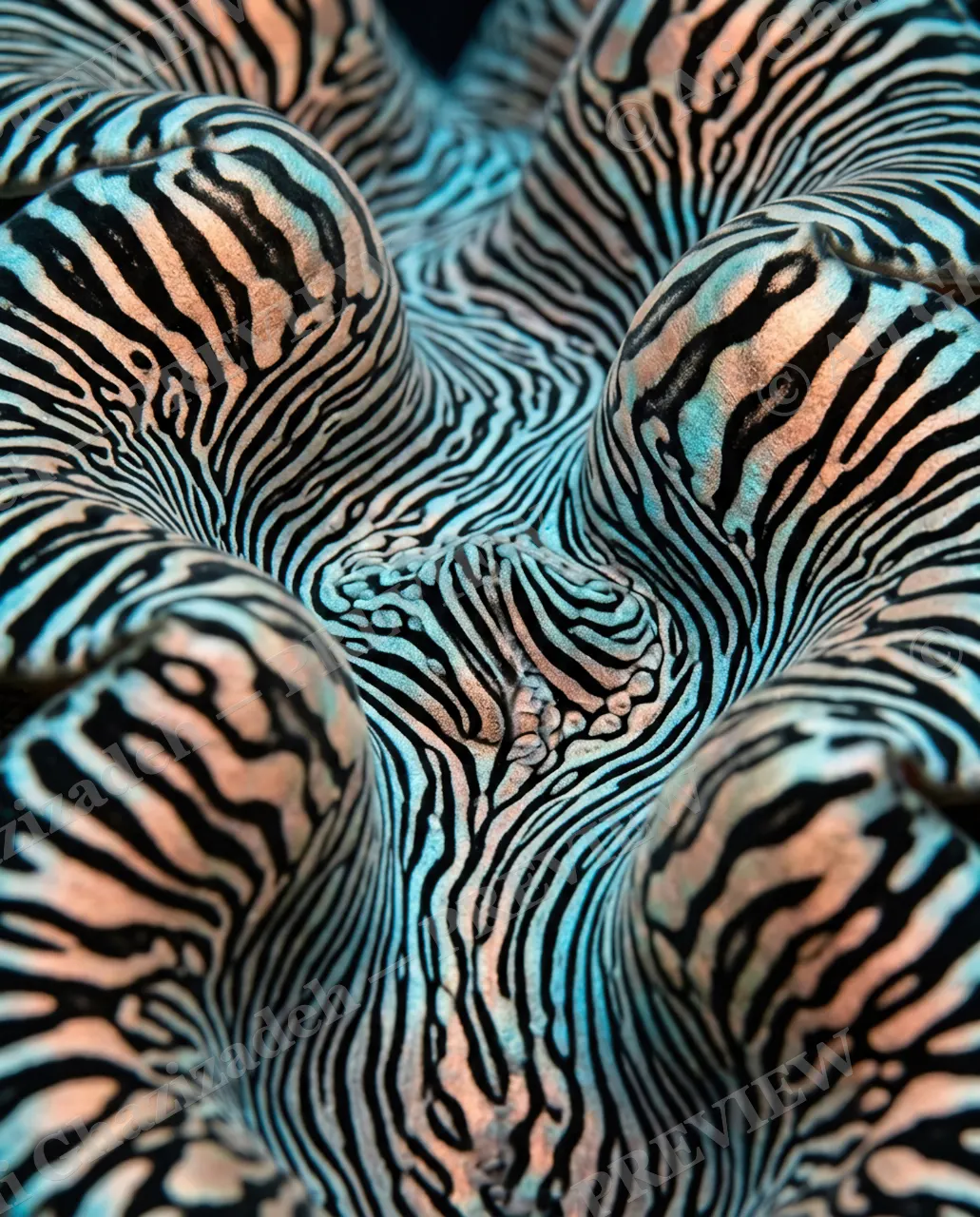 Shell Shock — Zebra Stripe Waves — Giant clam artwork by Ali Ghazizadeh
