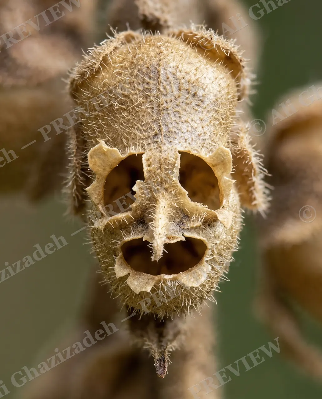 Dead Heads — The First Skull — Human artwork by Ali Ghazizadeh