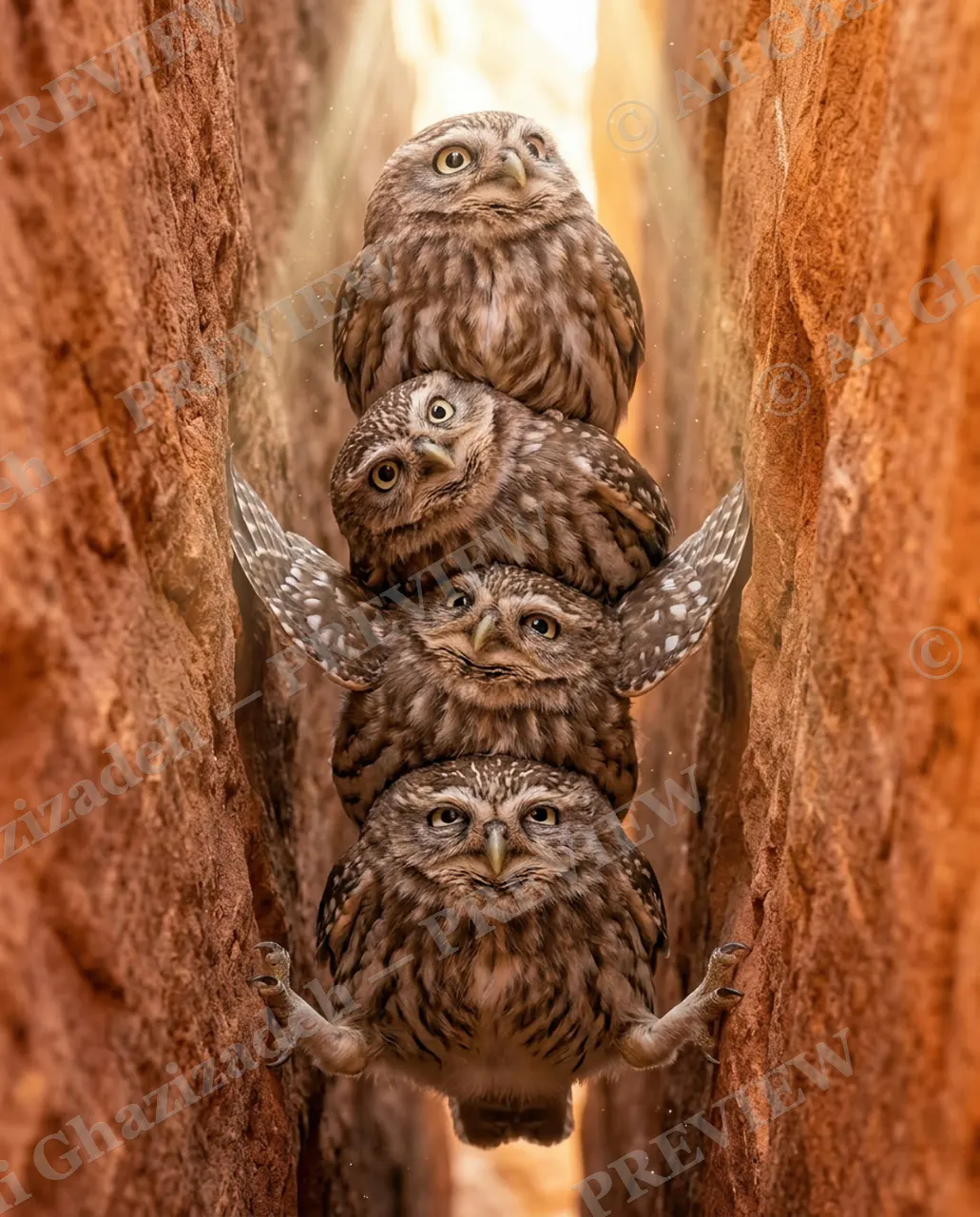 Slot Machine — Stacked Four Deep — Little owl artwork by Ali Ghazizadeh