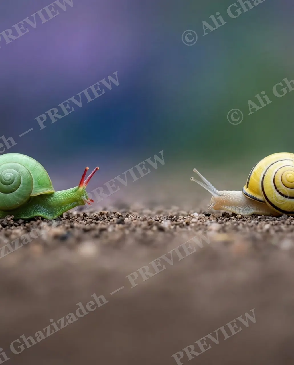 Slow Draw — The Standoff — Garden snail artwork by Ali Ghazizadeh