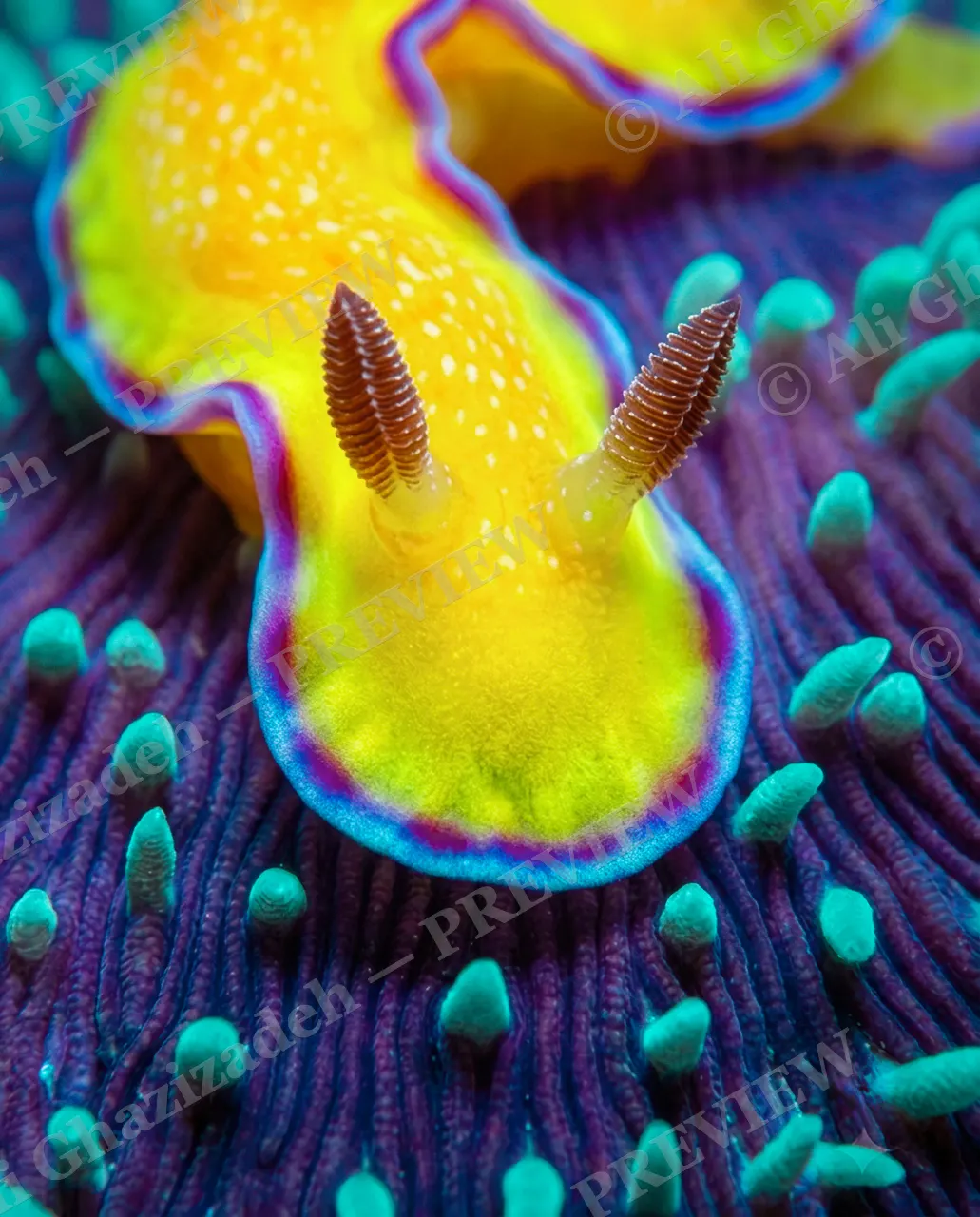 Neon Signature — Nose to Nose — Nudibranch artwork by Ali Ghazizadeh