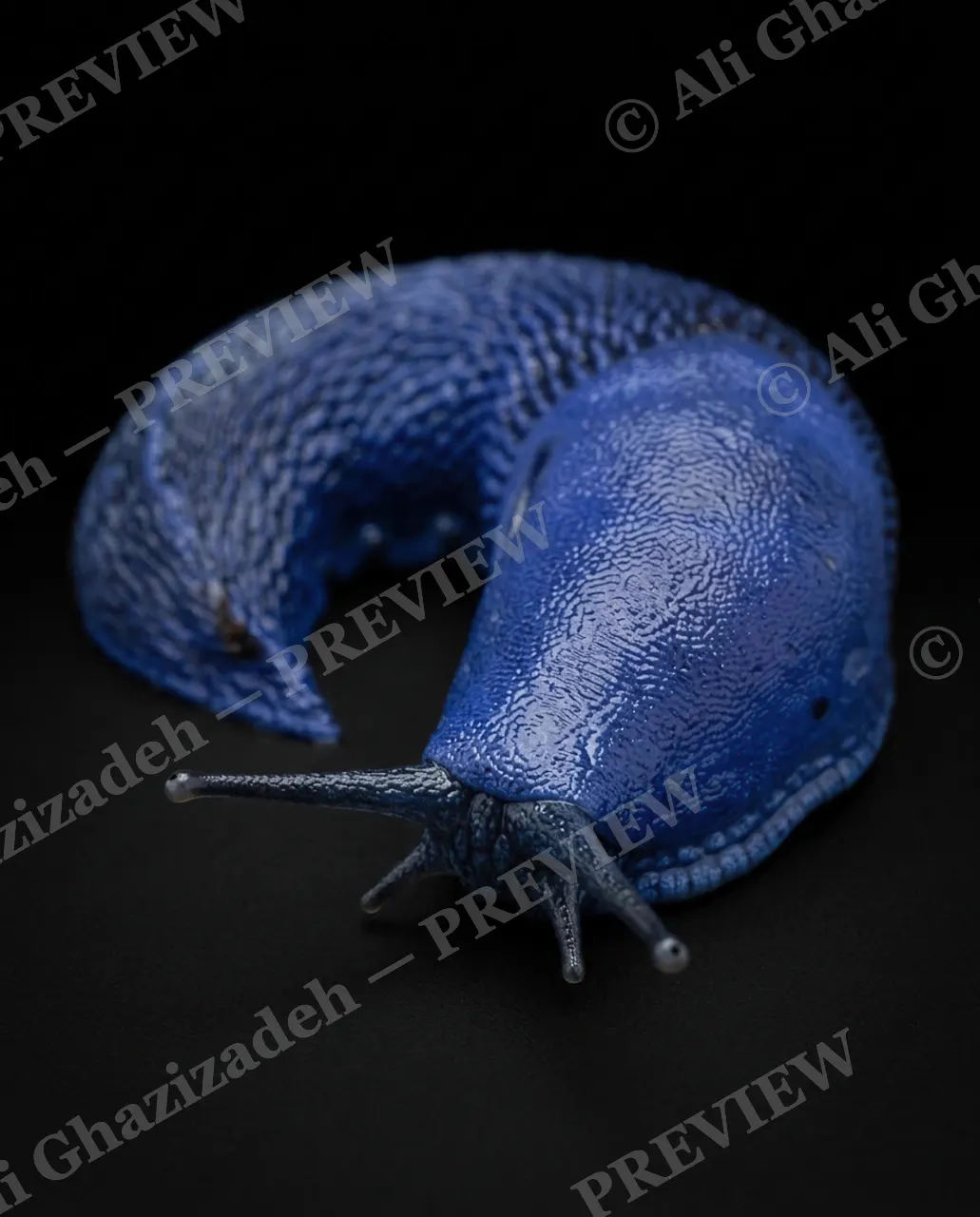 Slow Rainbow — Cobalt Blue — Slug artwork by Ali Ghazizadeh