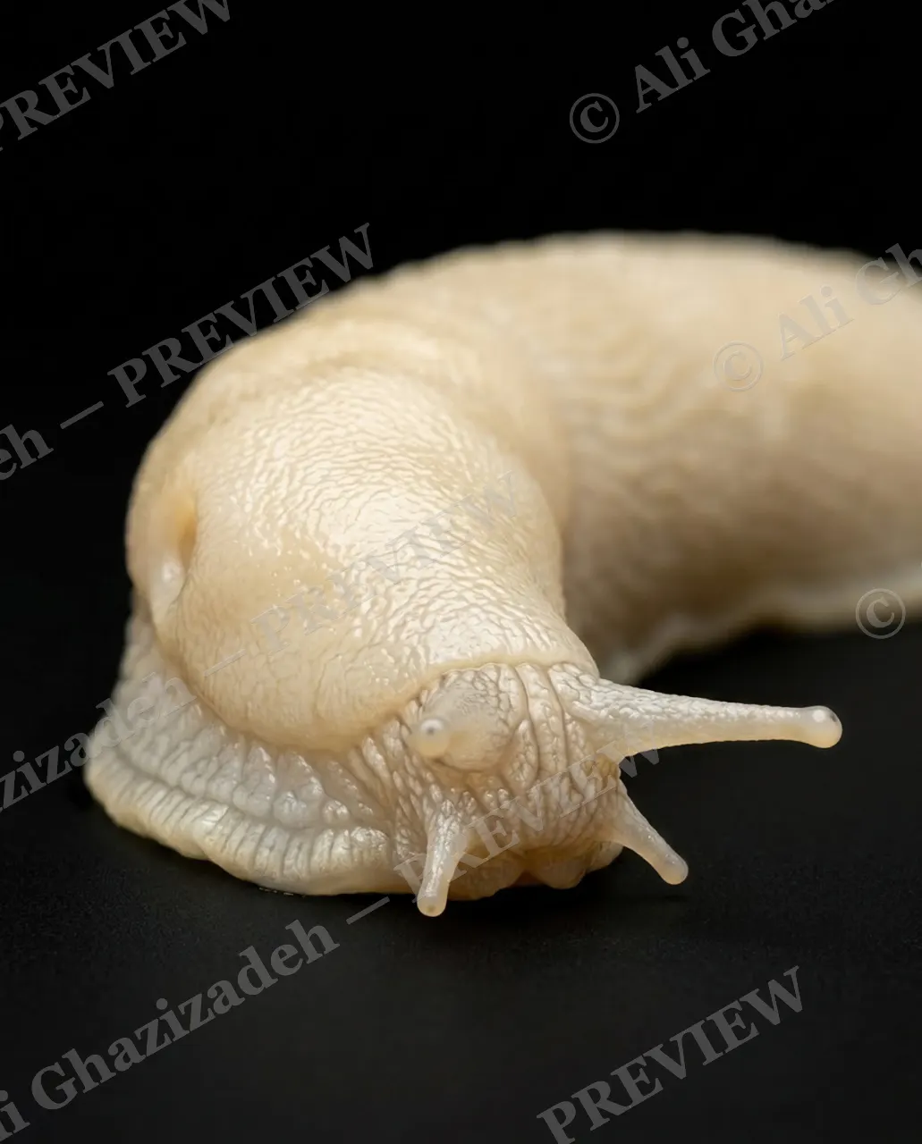 Slow Rainbow — Ivory Cream — Slug artwork by Ali Ghazizadeh