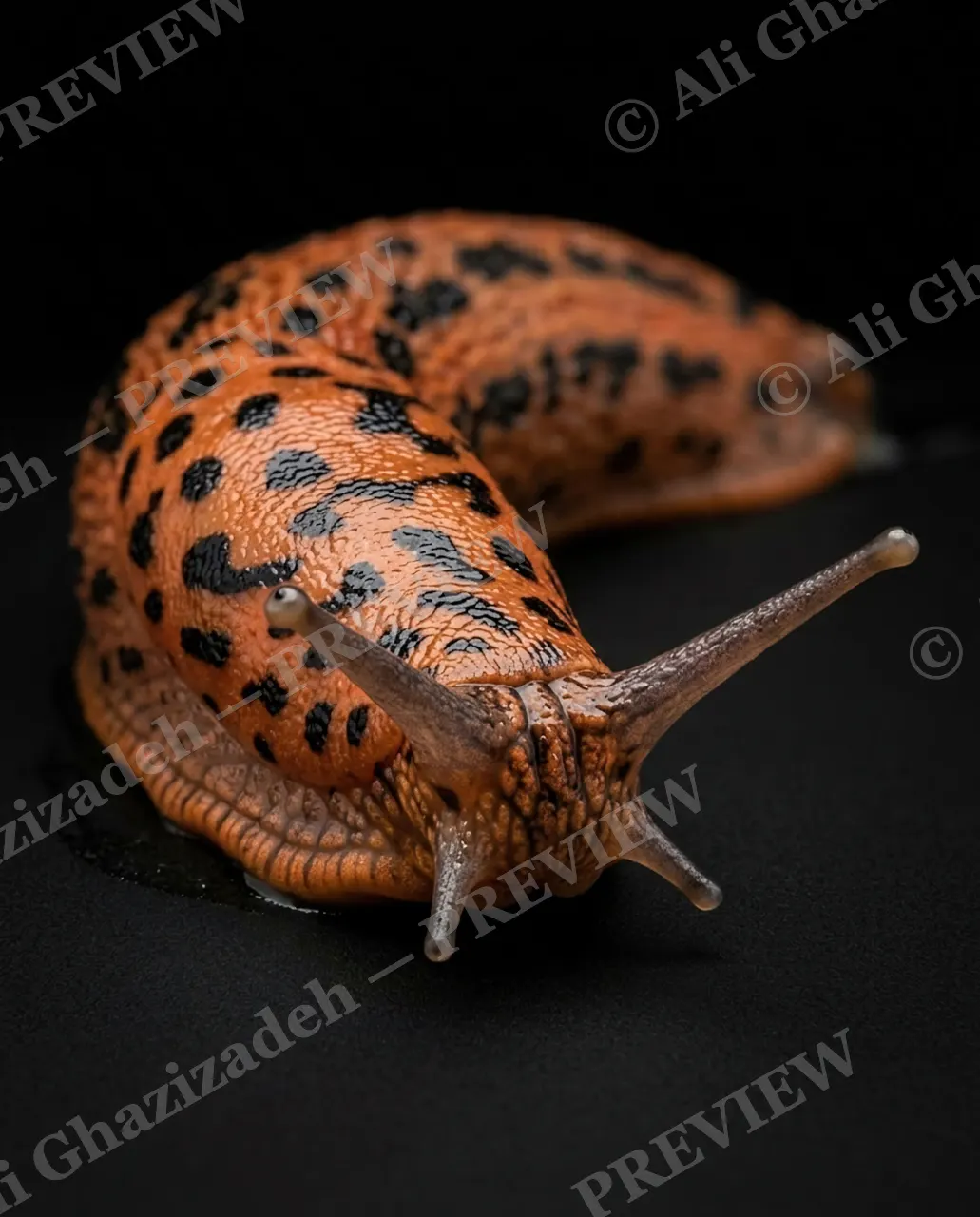 Slow Rainbow — Leopard Spot — Slug artwork by Ali Ghazizadeh