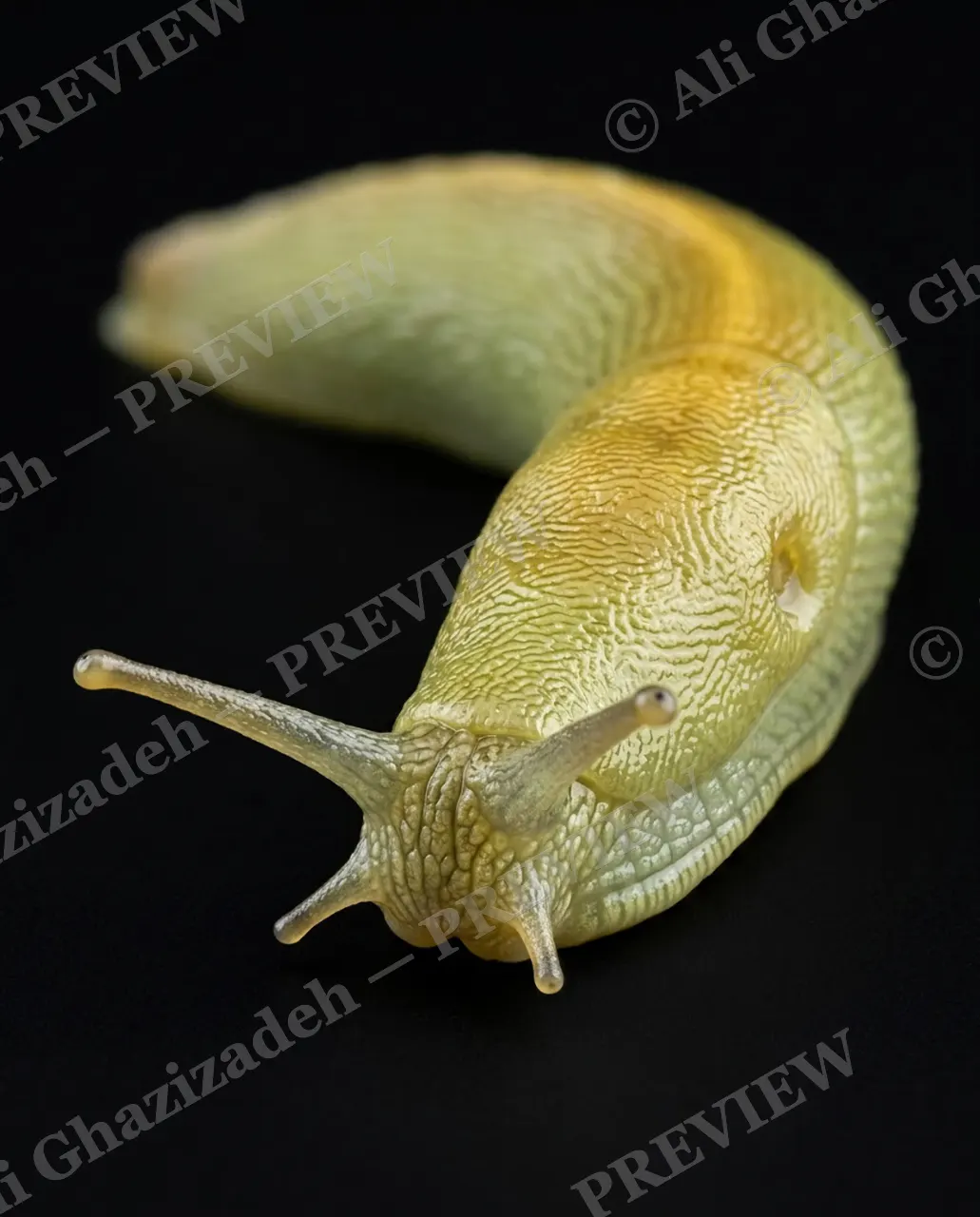 Slow Rainbow — Pale Chartreuse — Slug artwork by Ali Ghazizadeh