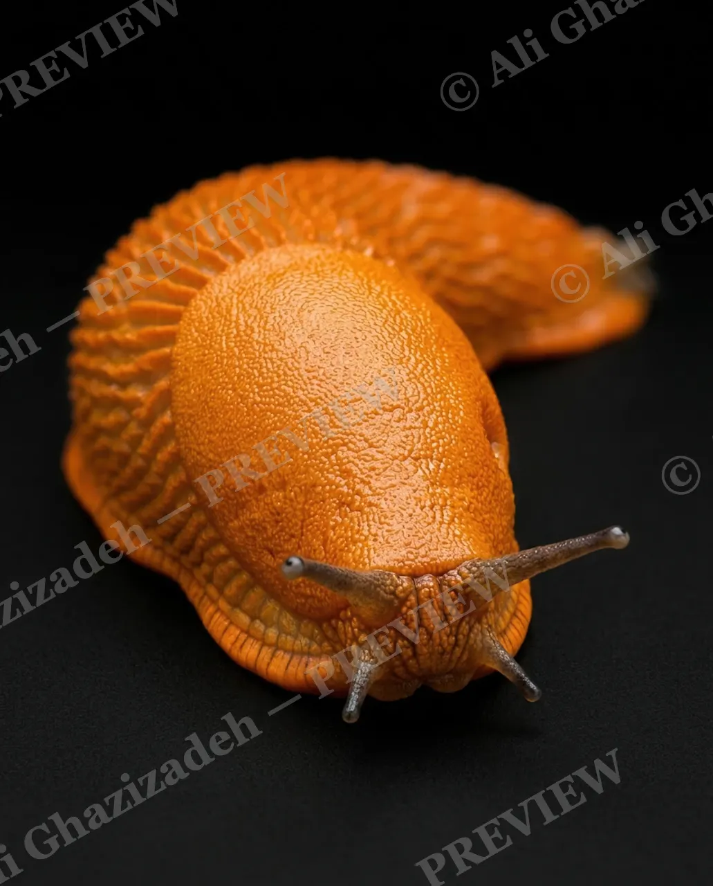 Slow Rainbow — Tangerine Glow — Slug artwork by Ali Ghazizadeh